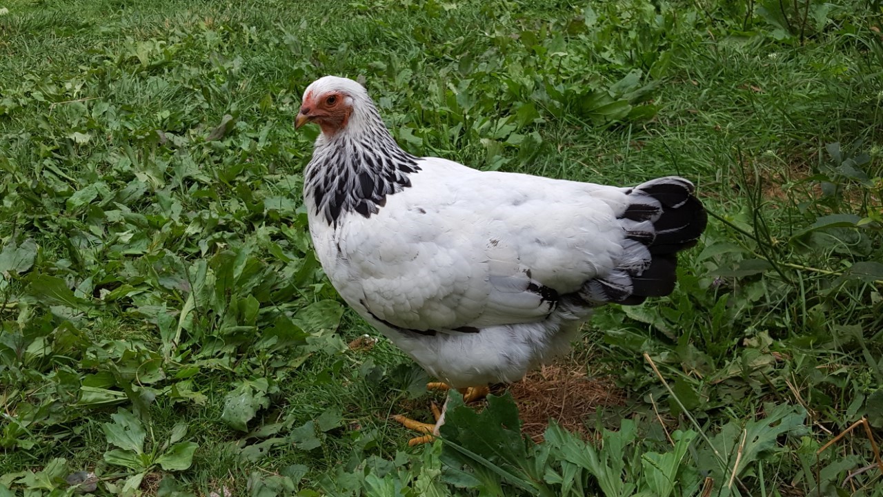 Braham hen, 20 weeks old
