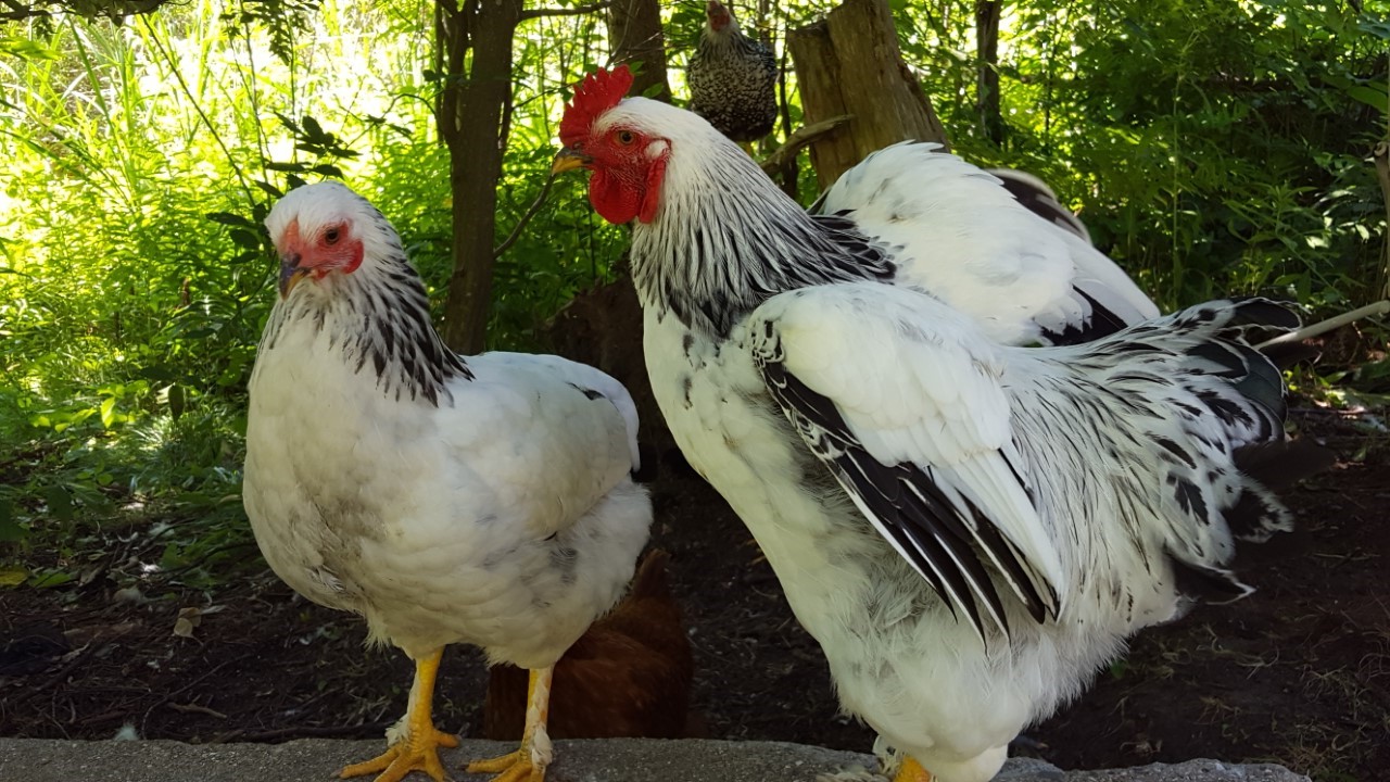 Brahma 19 weeks, hen and rooster