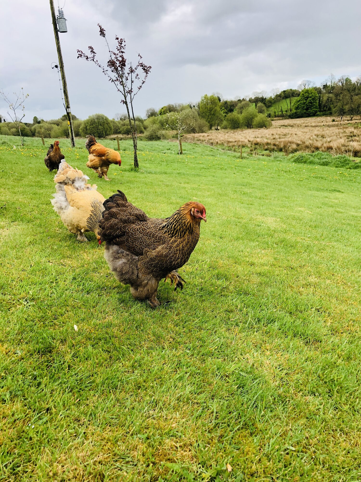 Brahma chickens free ranging