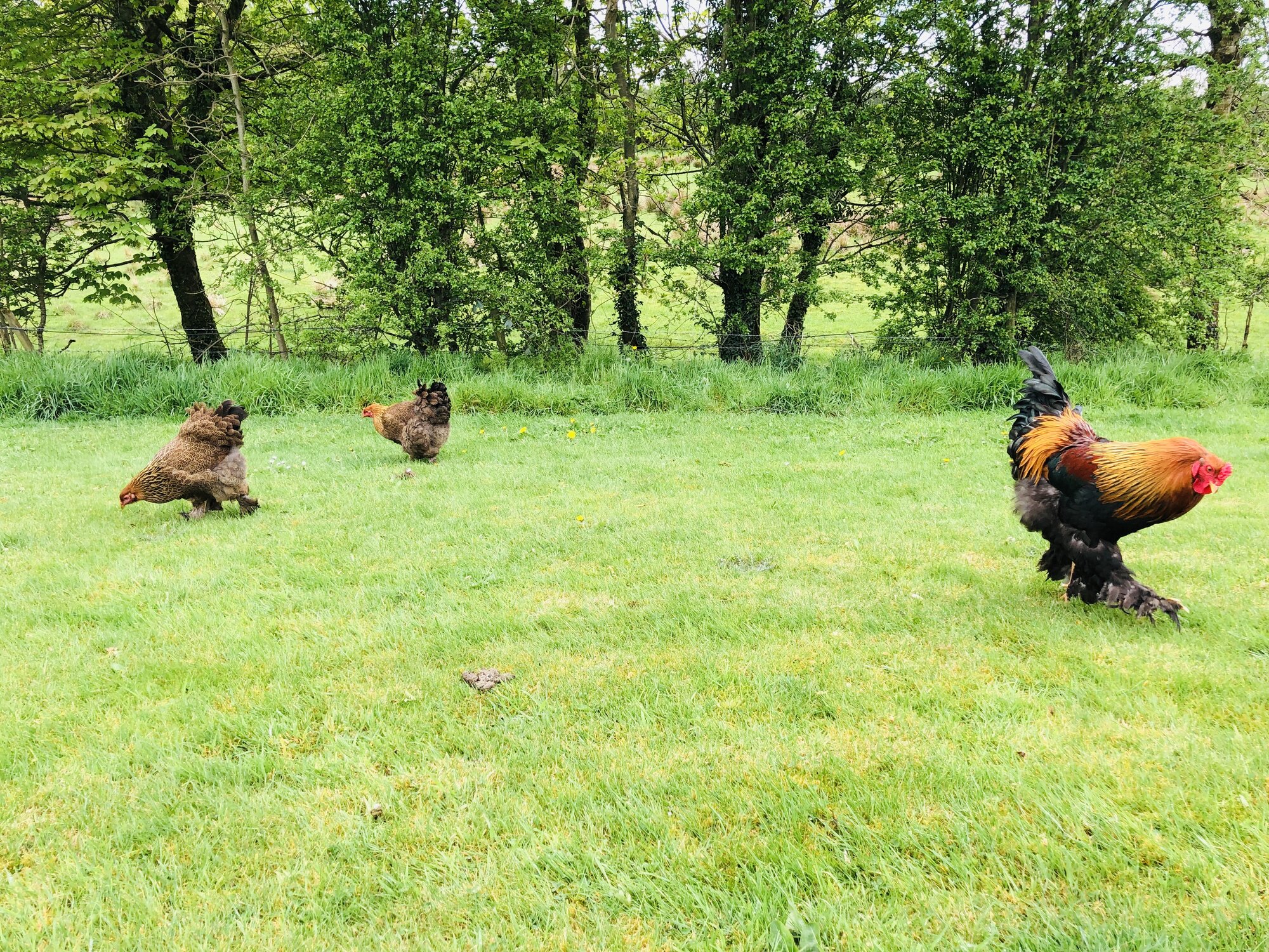 Brahma chickens free ranging