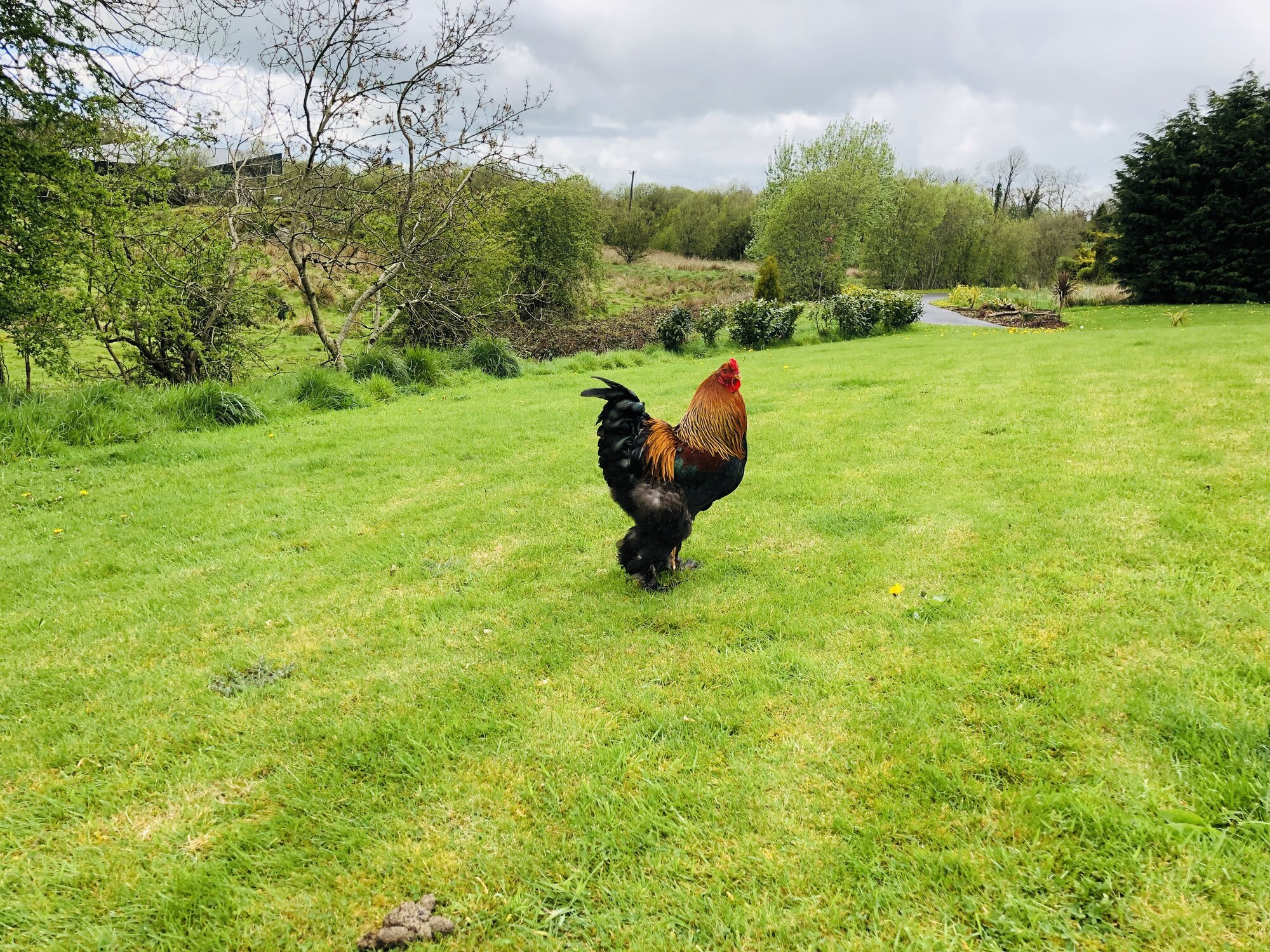 Brahma chickens free ranging