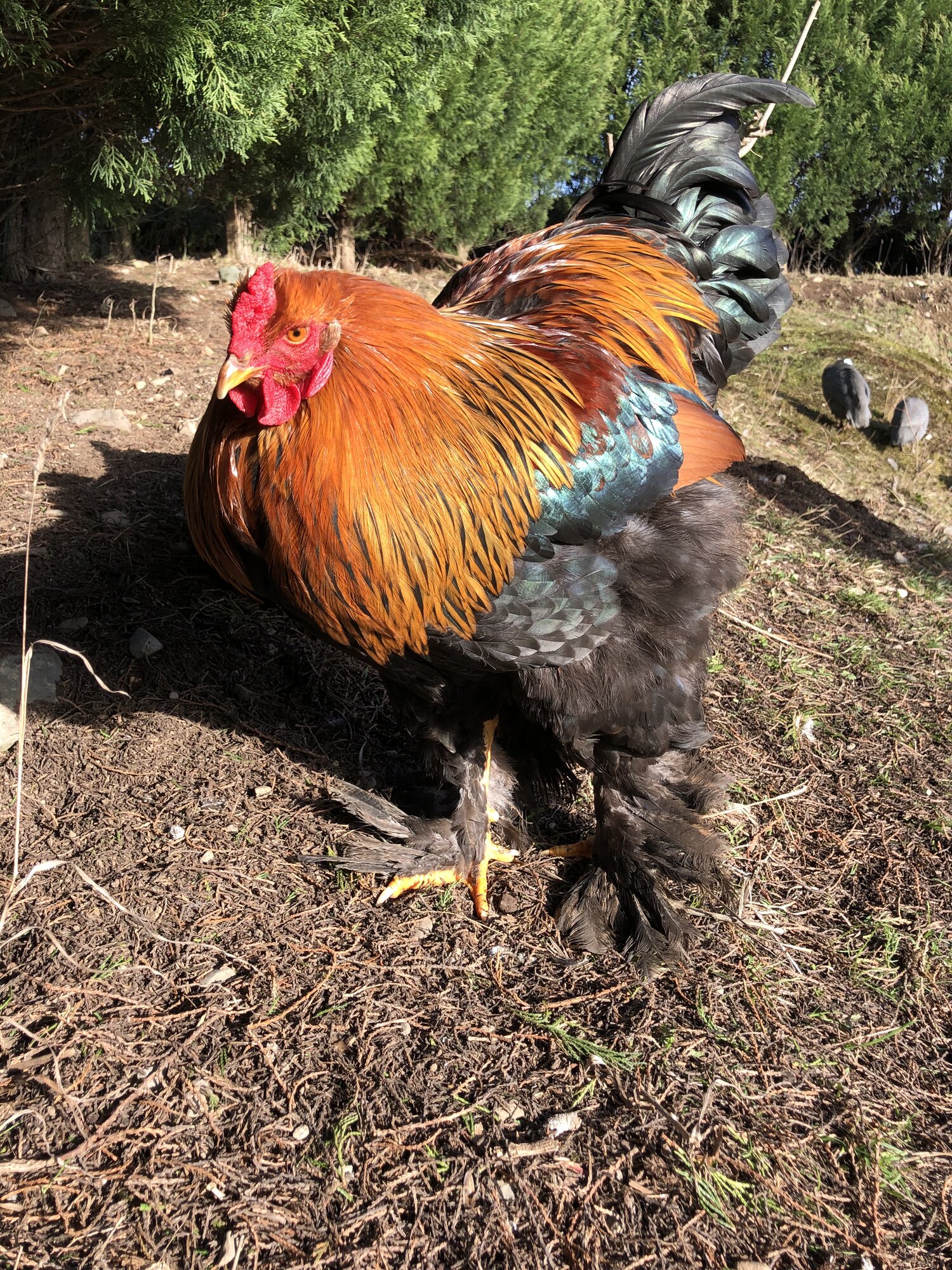 Brahma chickens