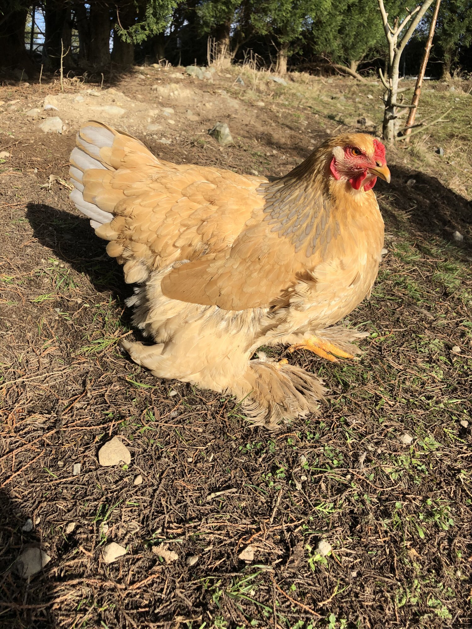Brahma chickens