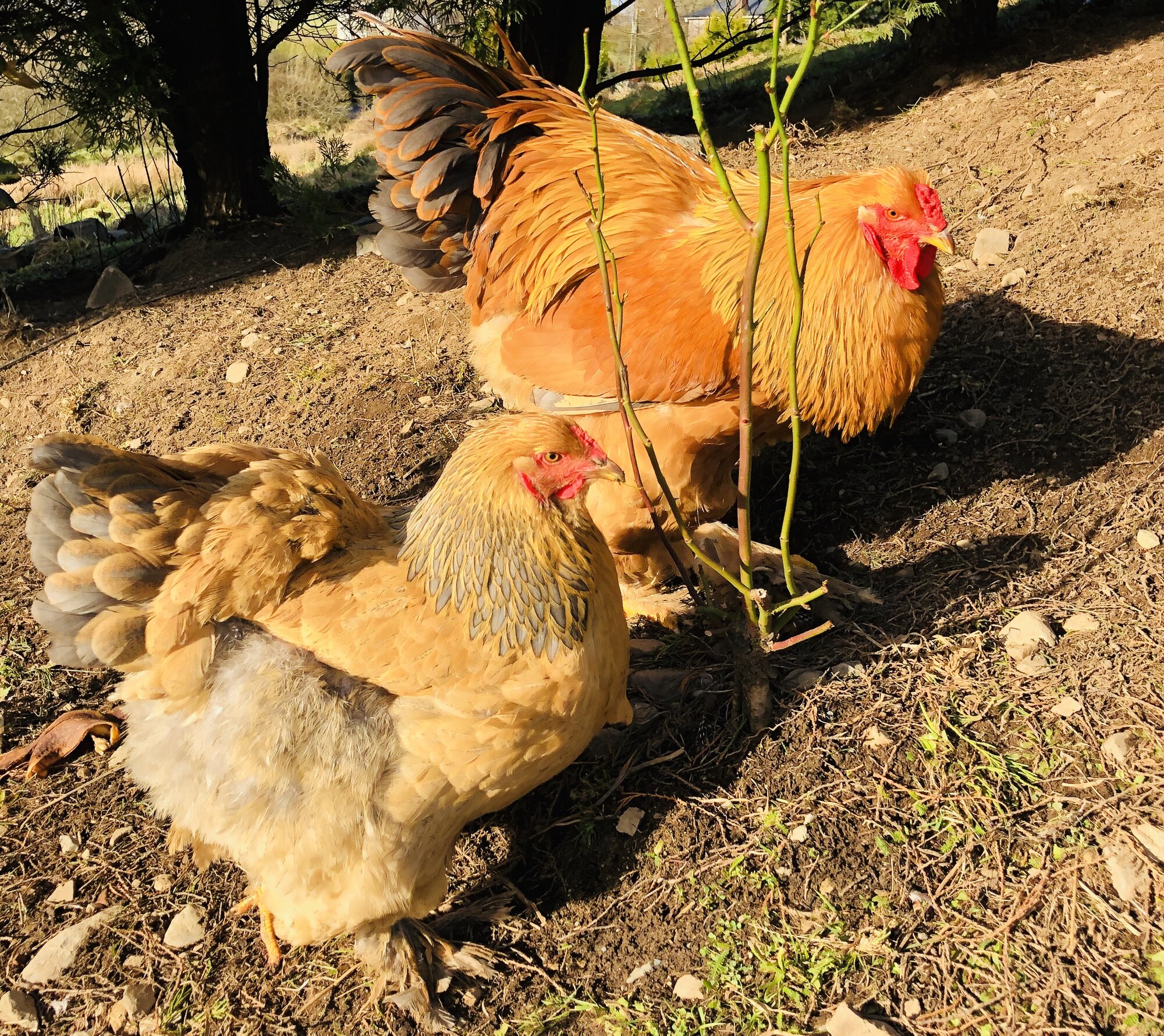 Brahma chickens