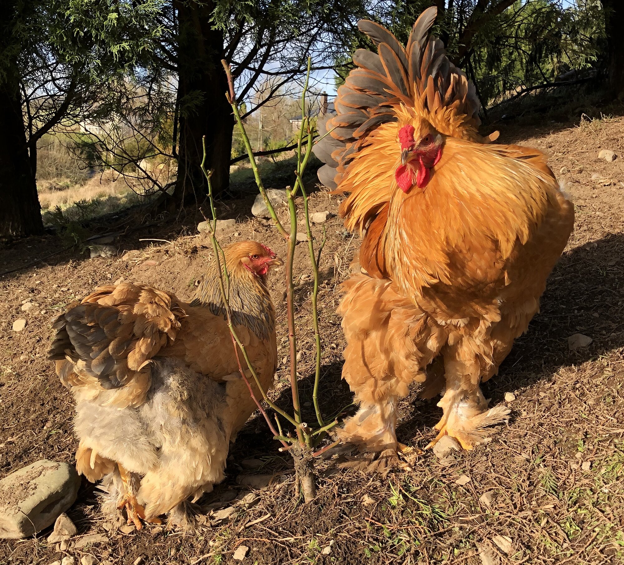 Brahma chickens