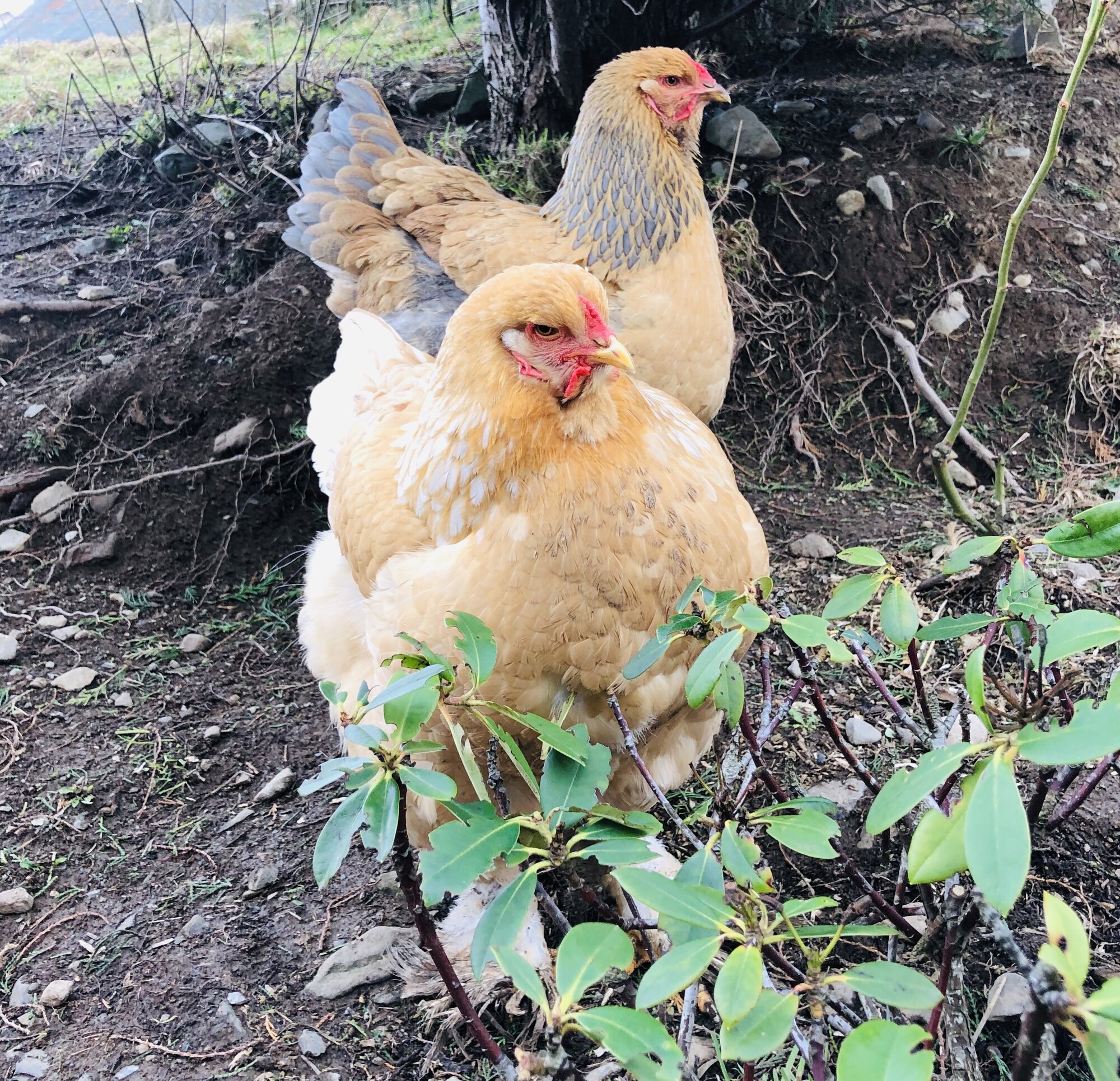 Brahma chickens