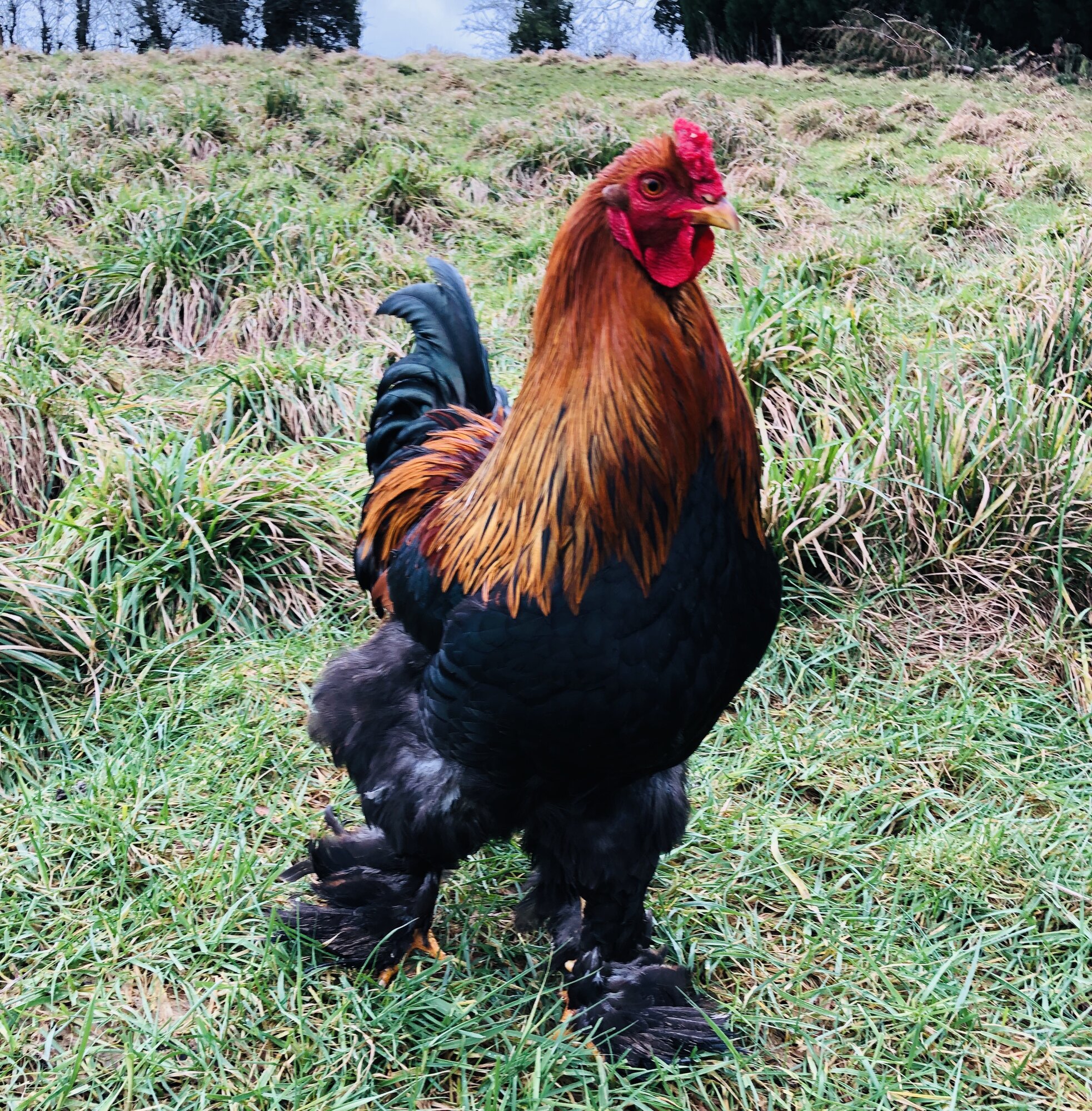 Brahma chickens