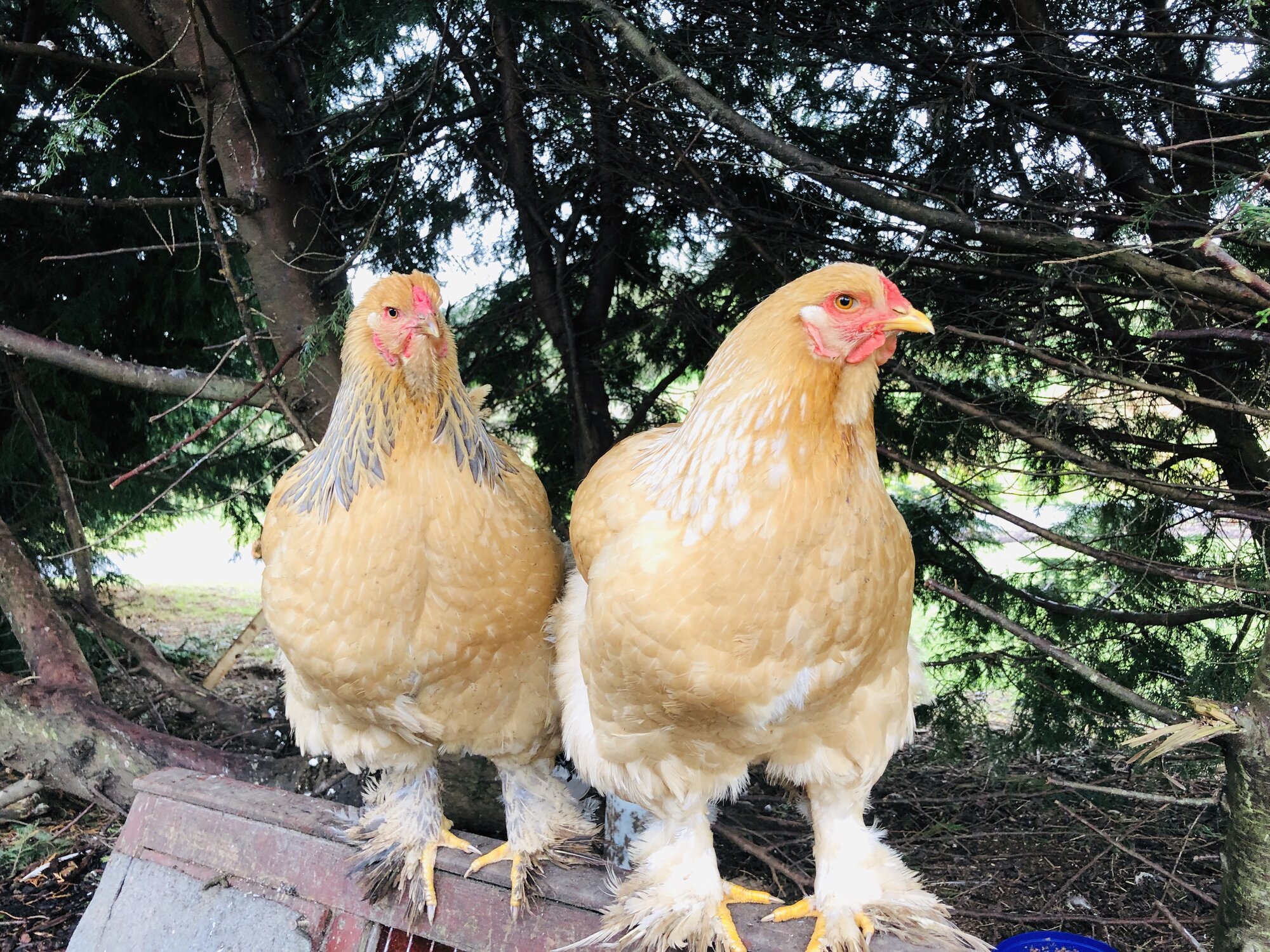 Brahma chickens