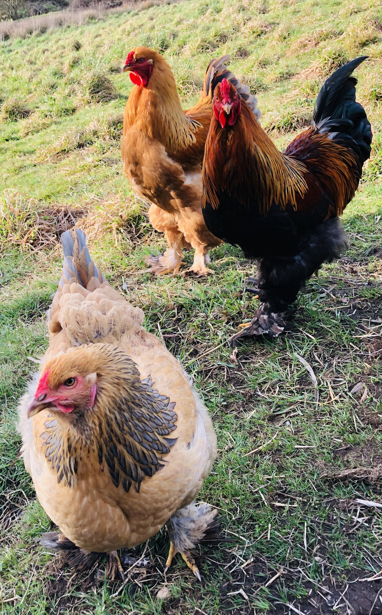 Brahma chickens