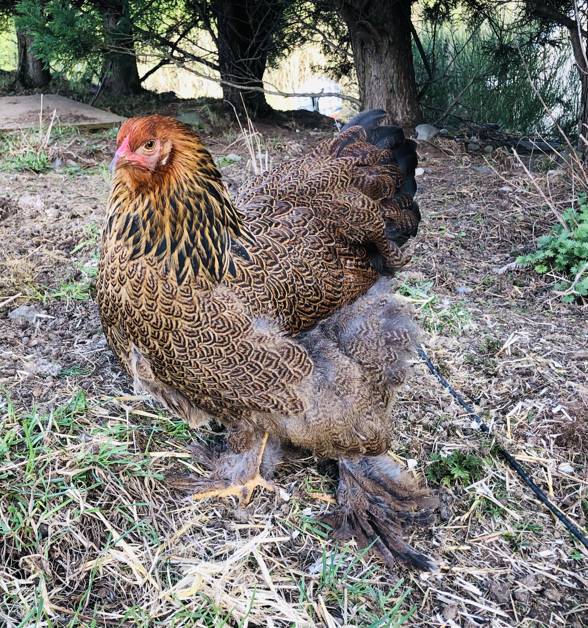Brahma chickens
