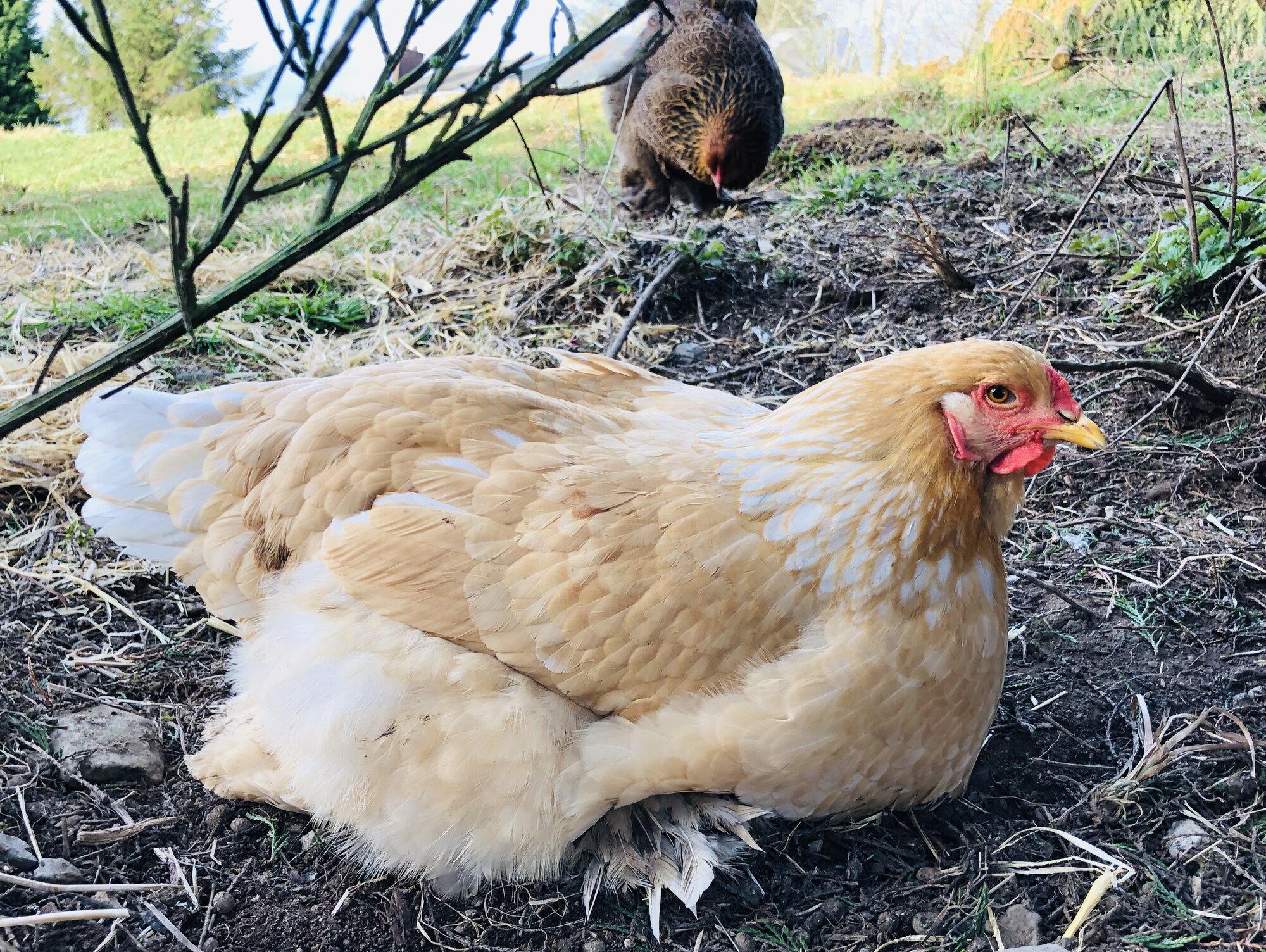Brahma chickens