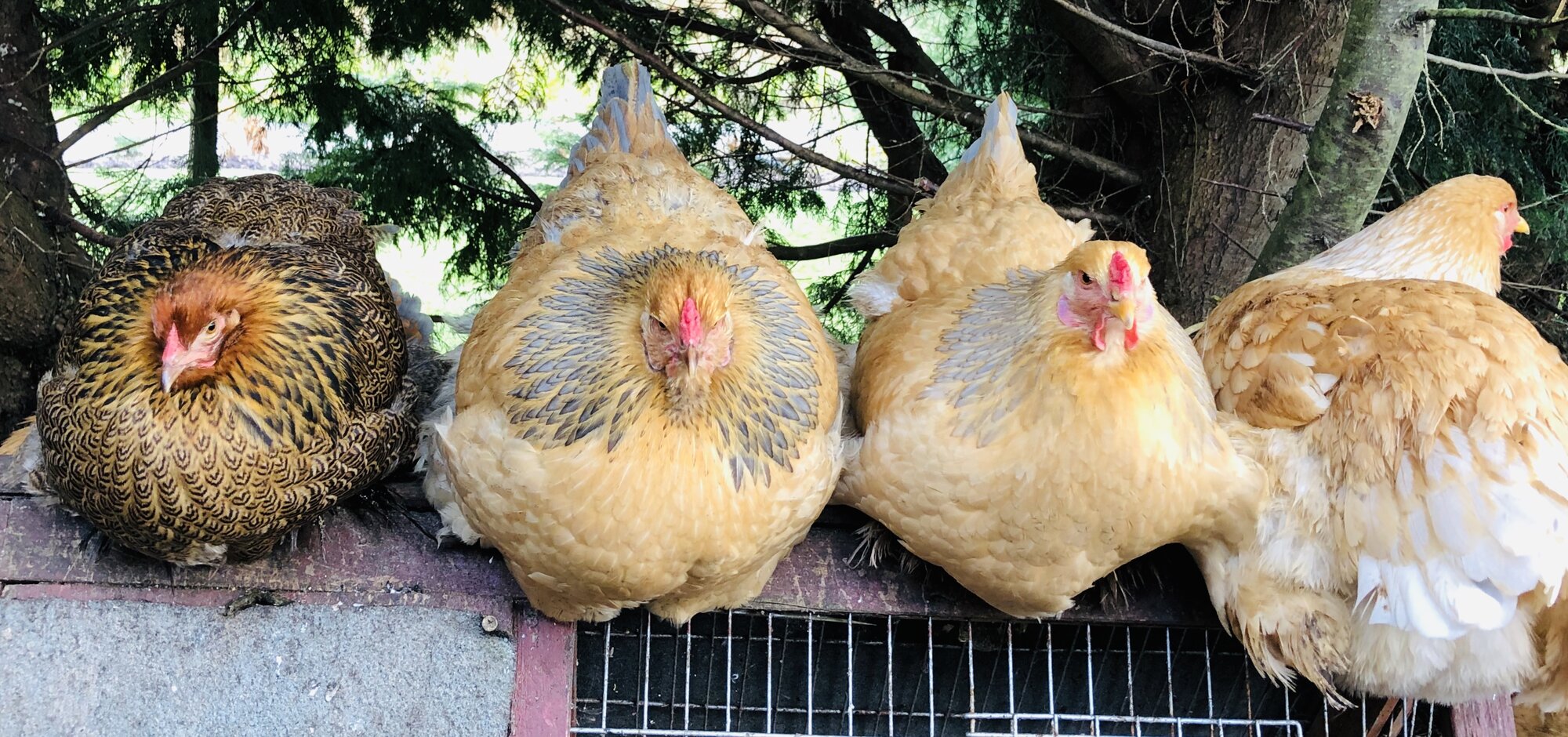 Brahma chickens