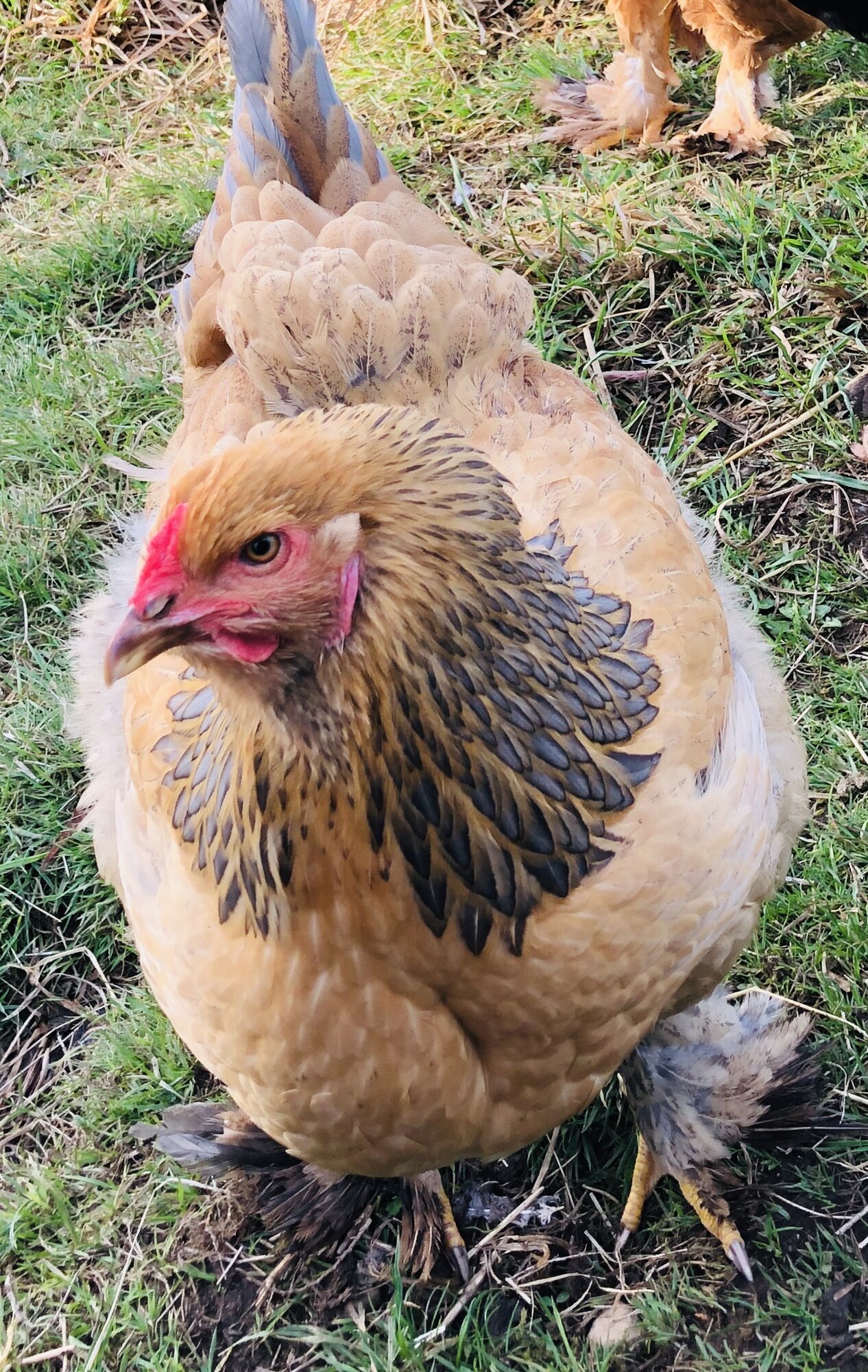 Brahma chickens