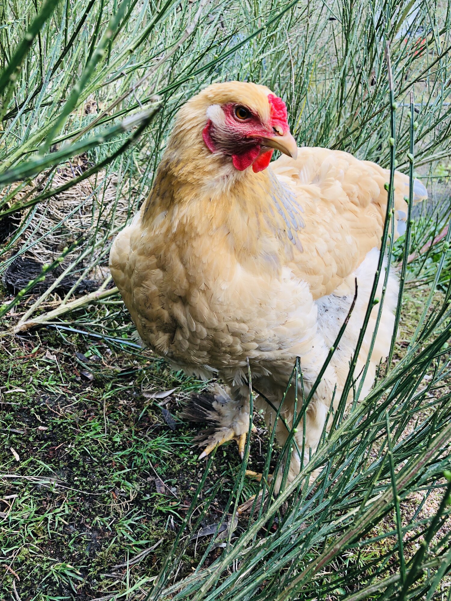 Brahma chickens