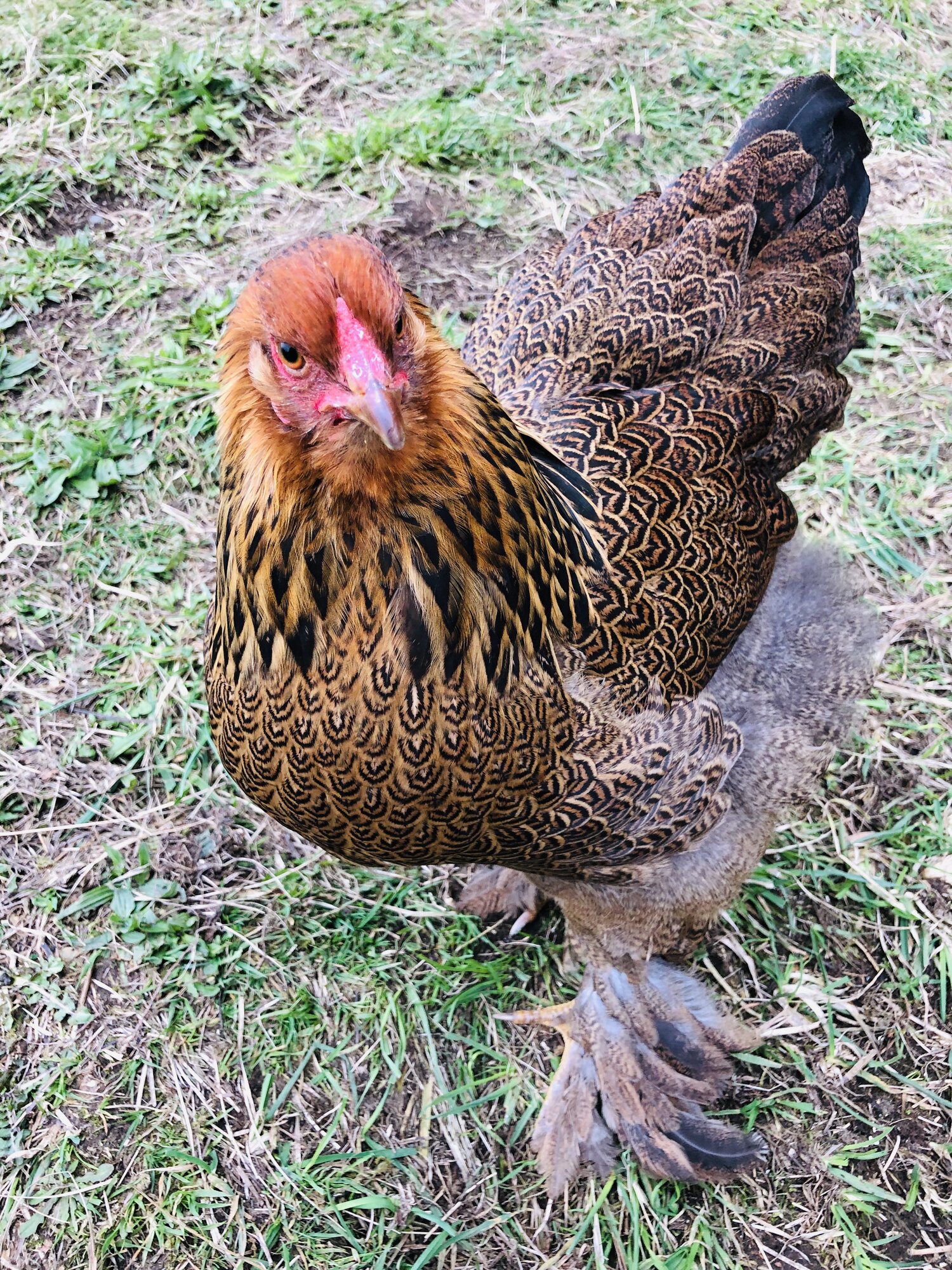 Brahma chickens