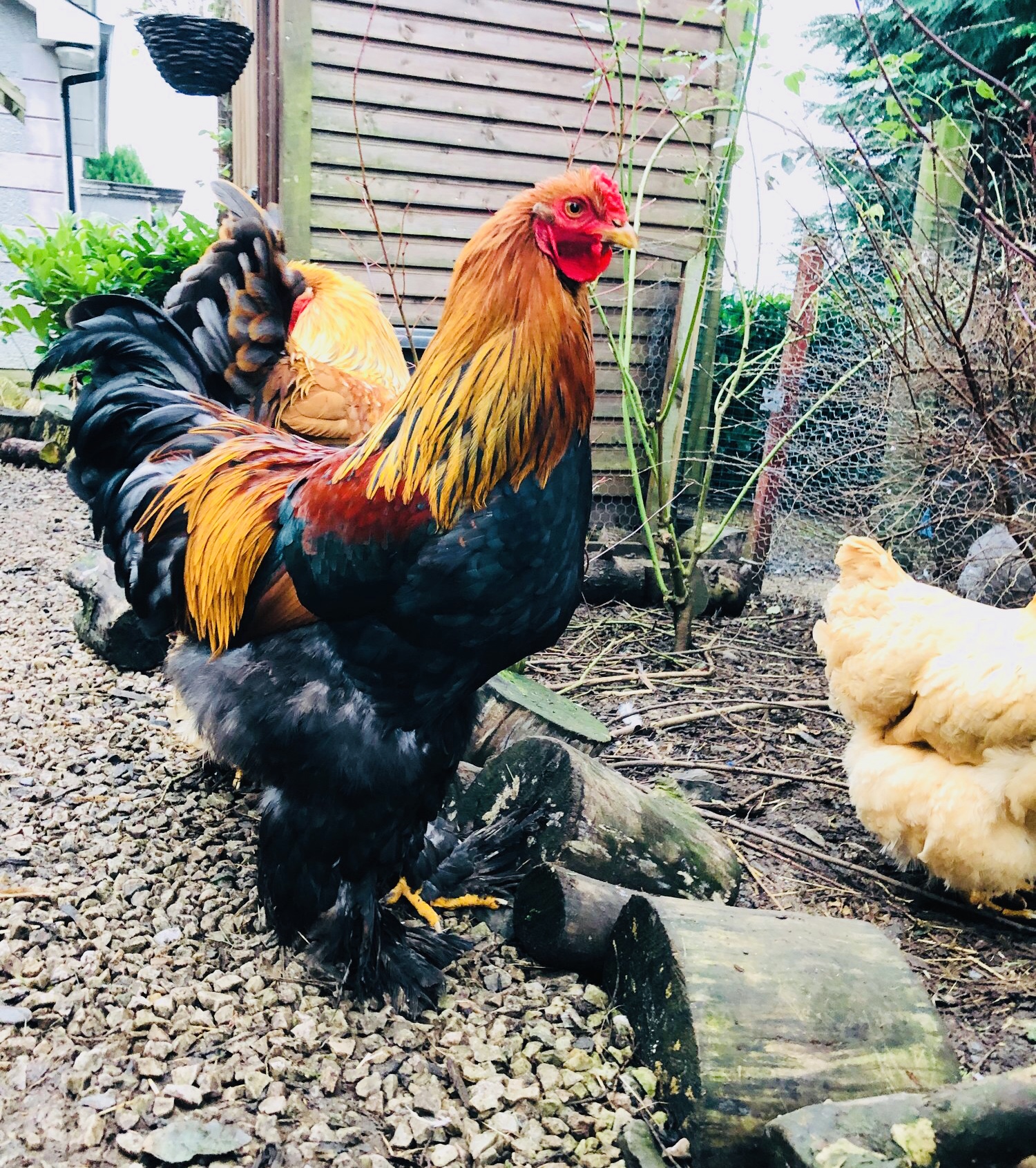 Brahma chickens