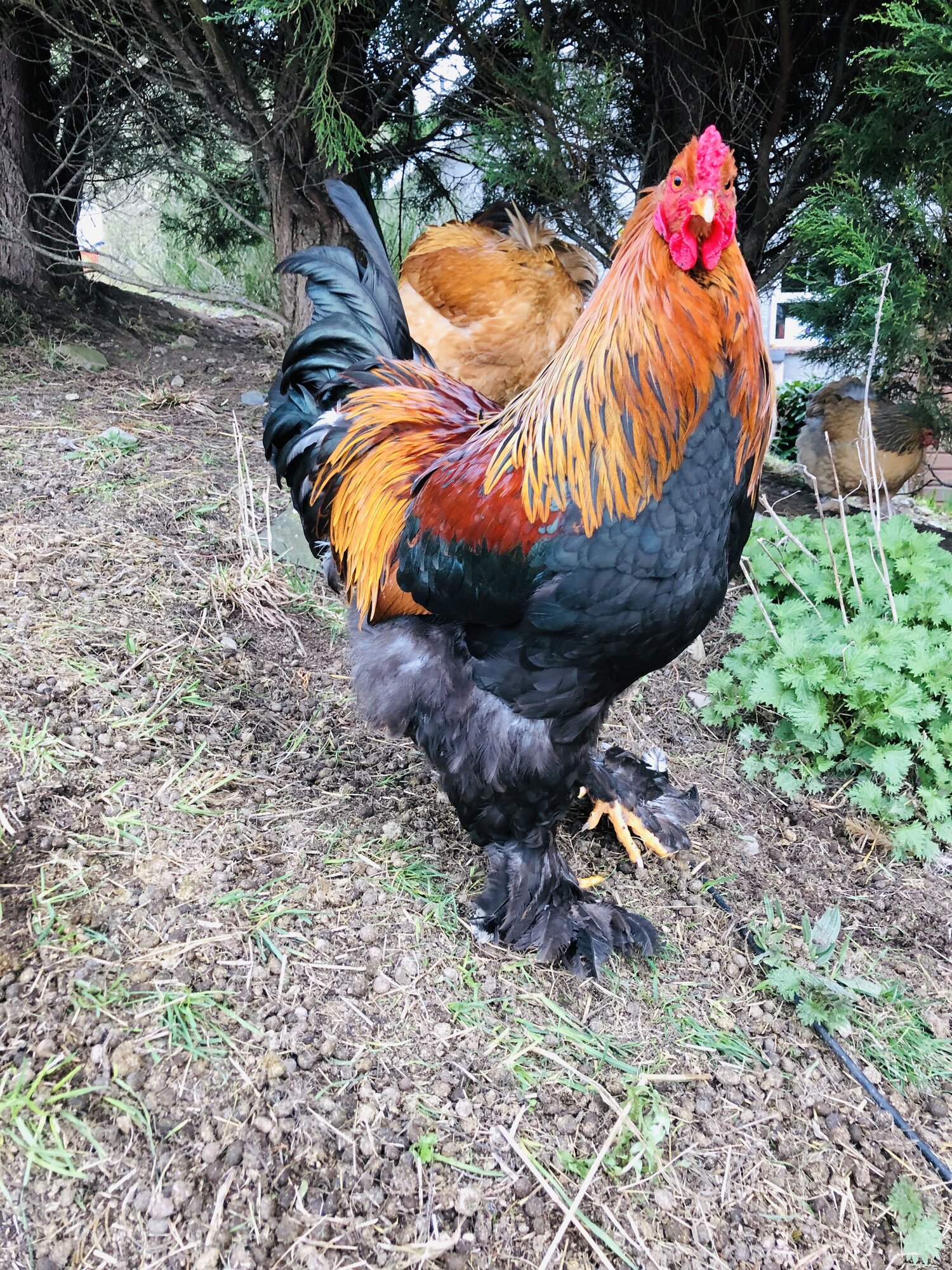 Brahma chickens