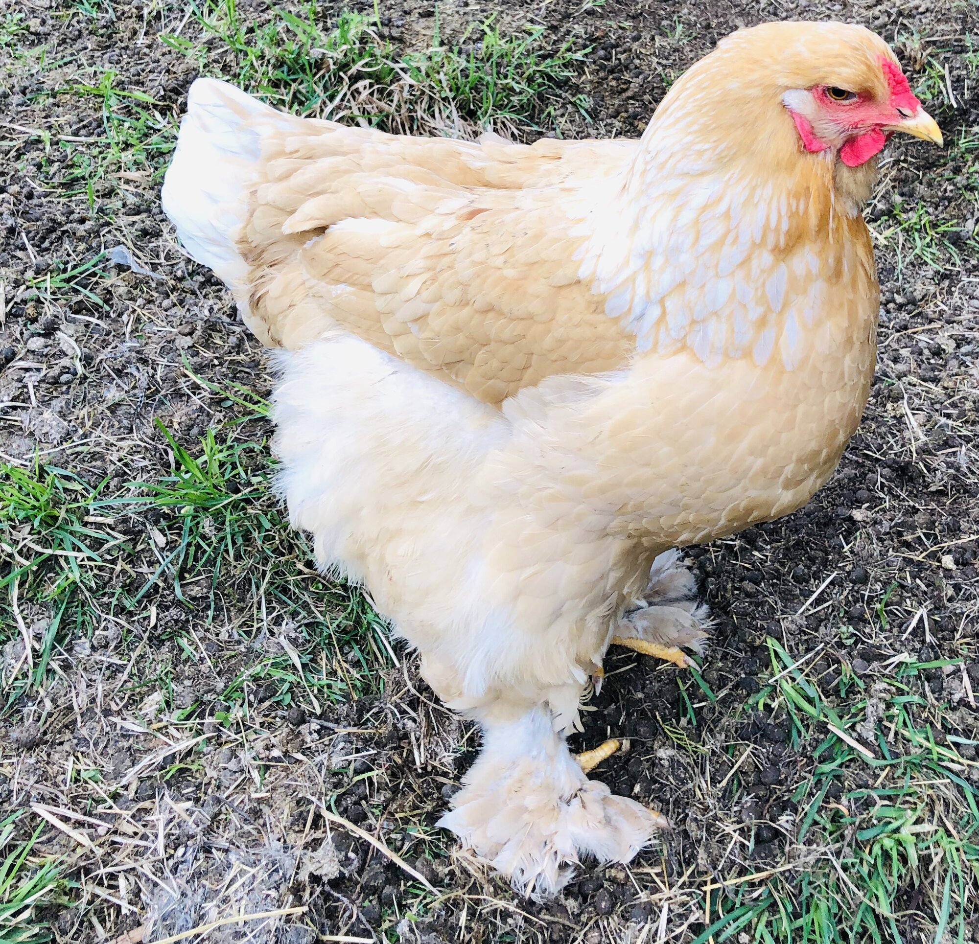 Brahma chickens