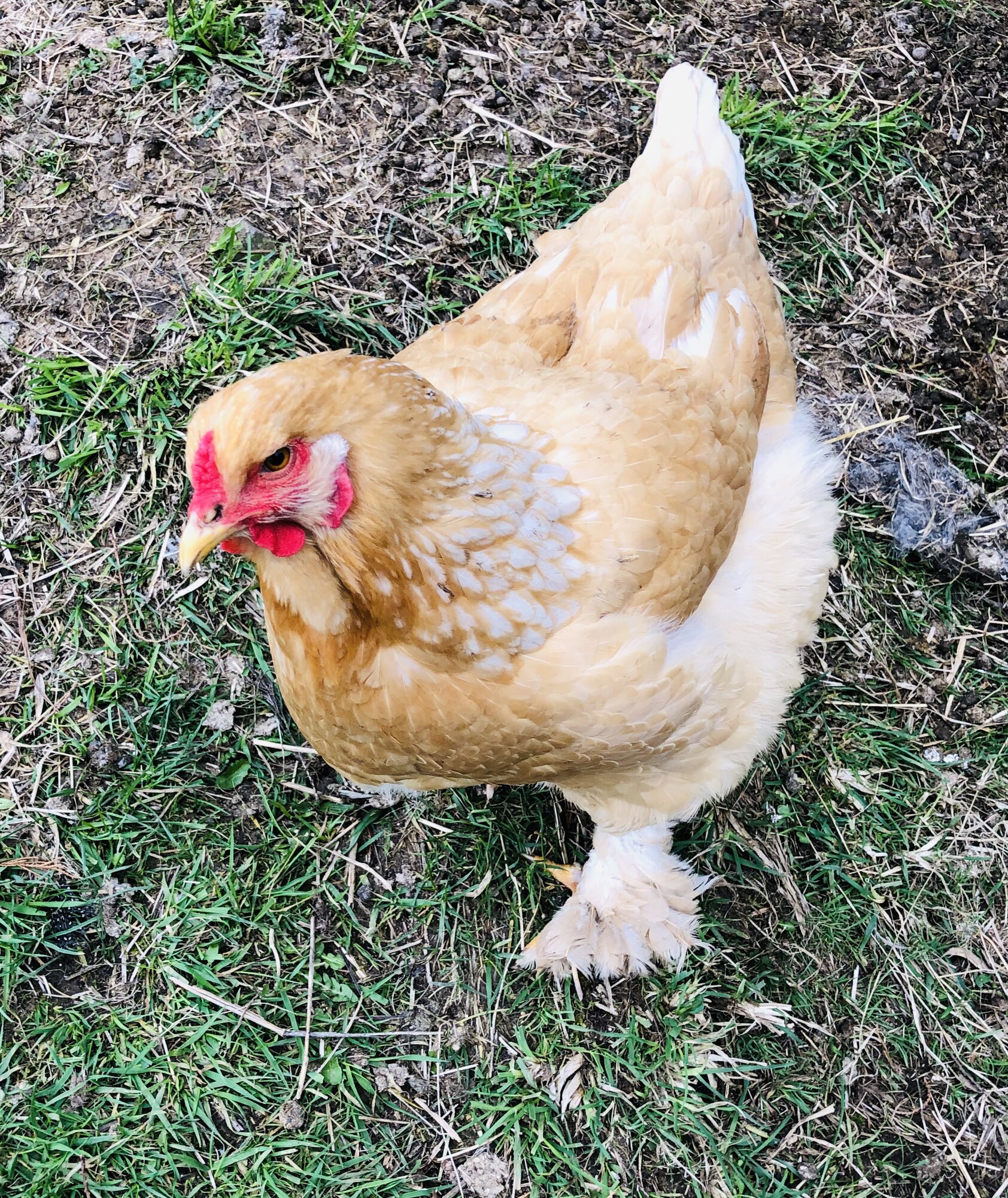 Brahma chickens