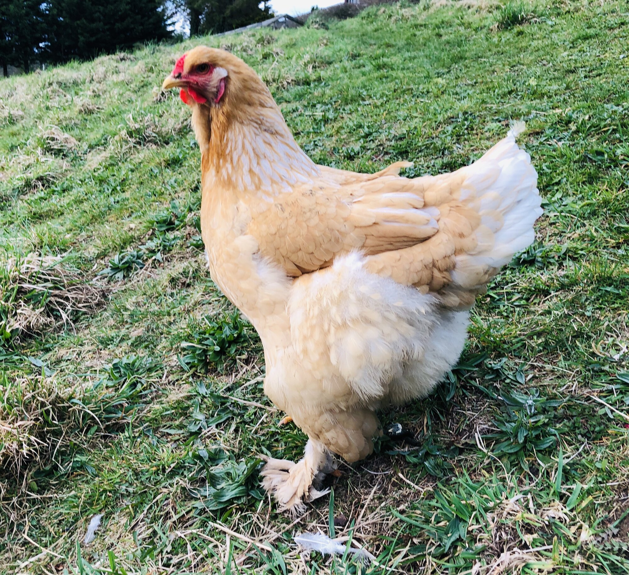 Brahma chickens