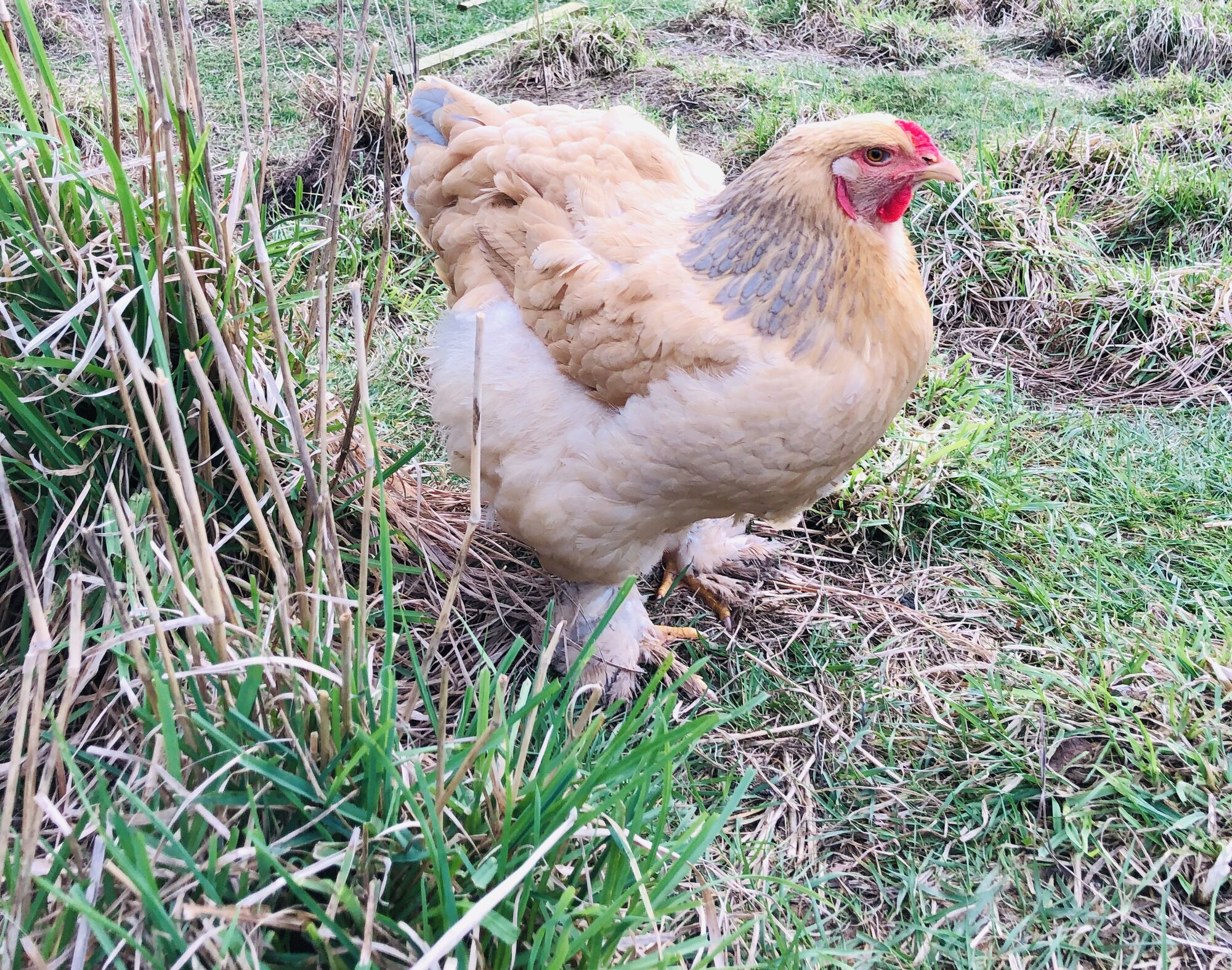 Brahma chickens