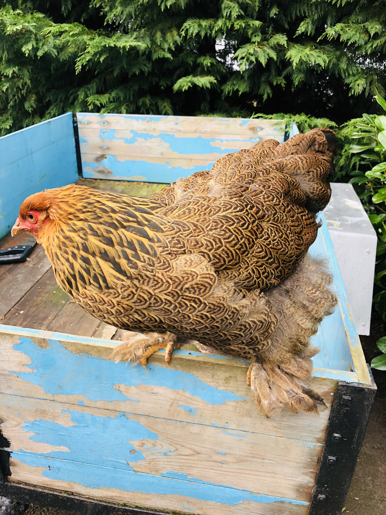 Brahma chickens