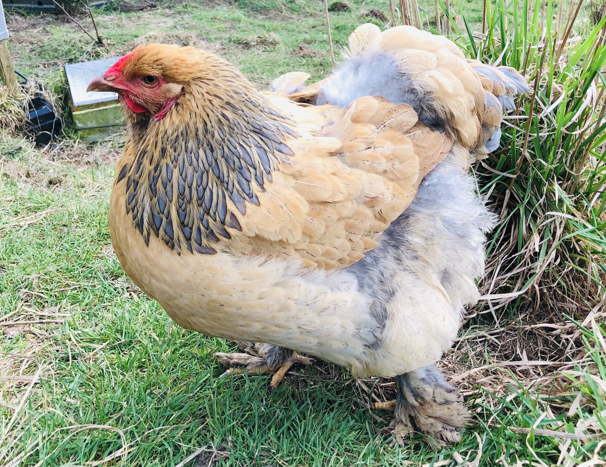 Brahma chickens