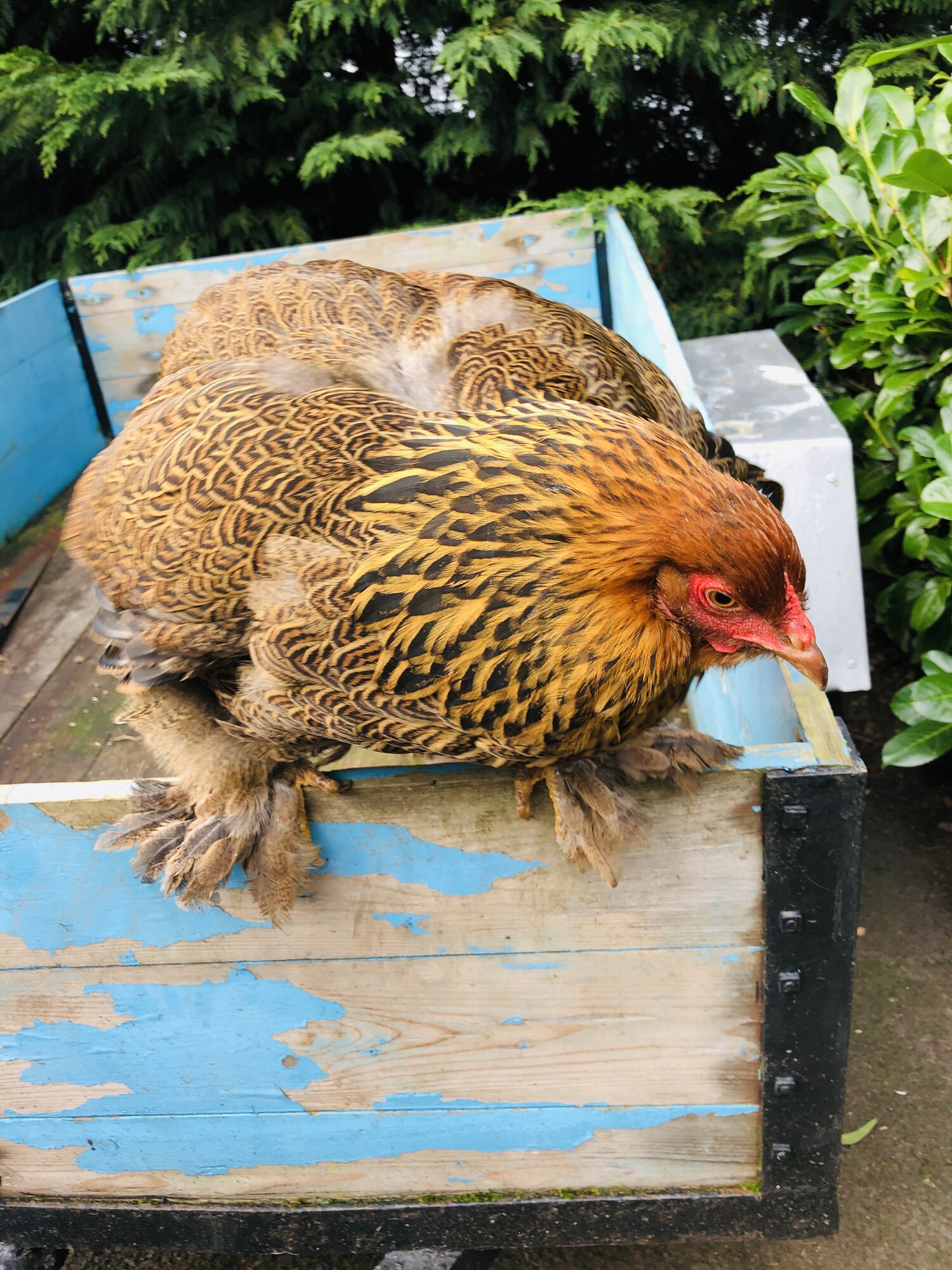 Brahma chickens