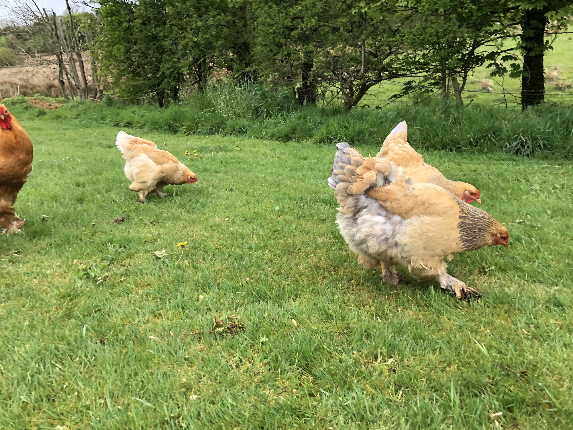 Brahma chickens