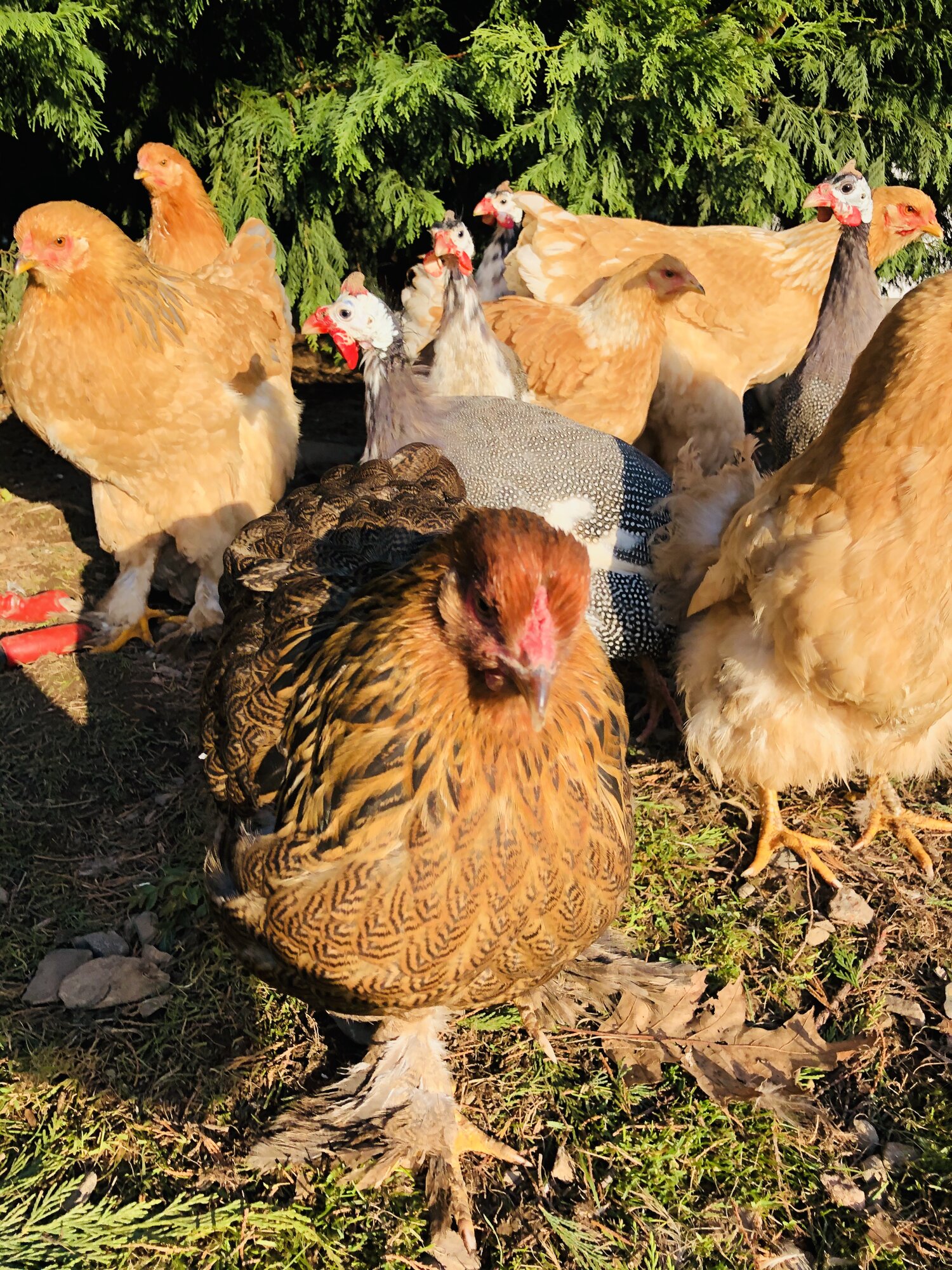 Brahma chickens