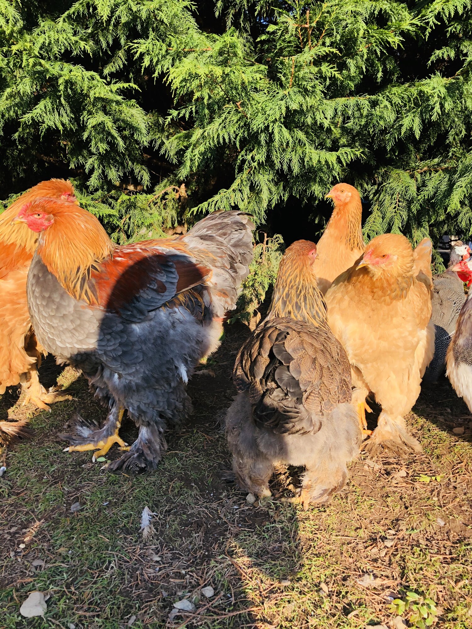 Brahma chickens