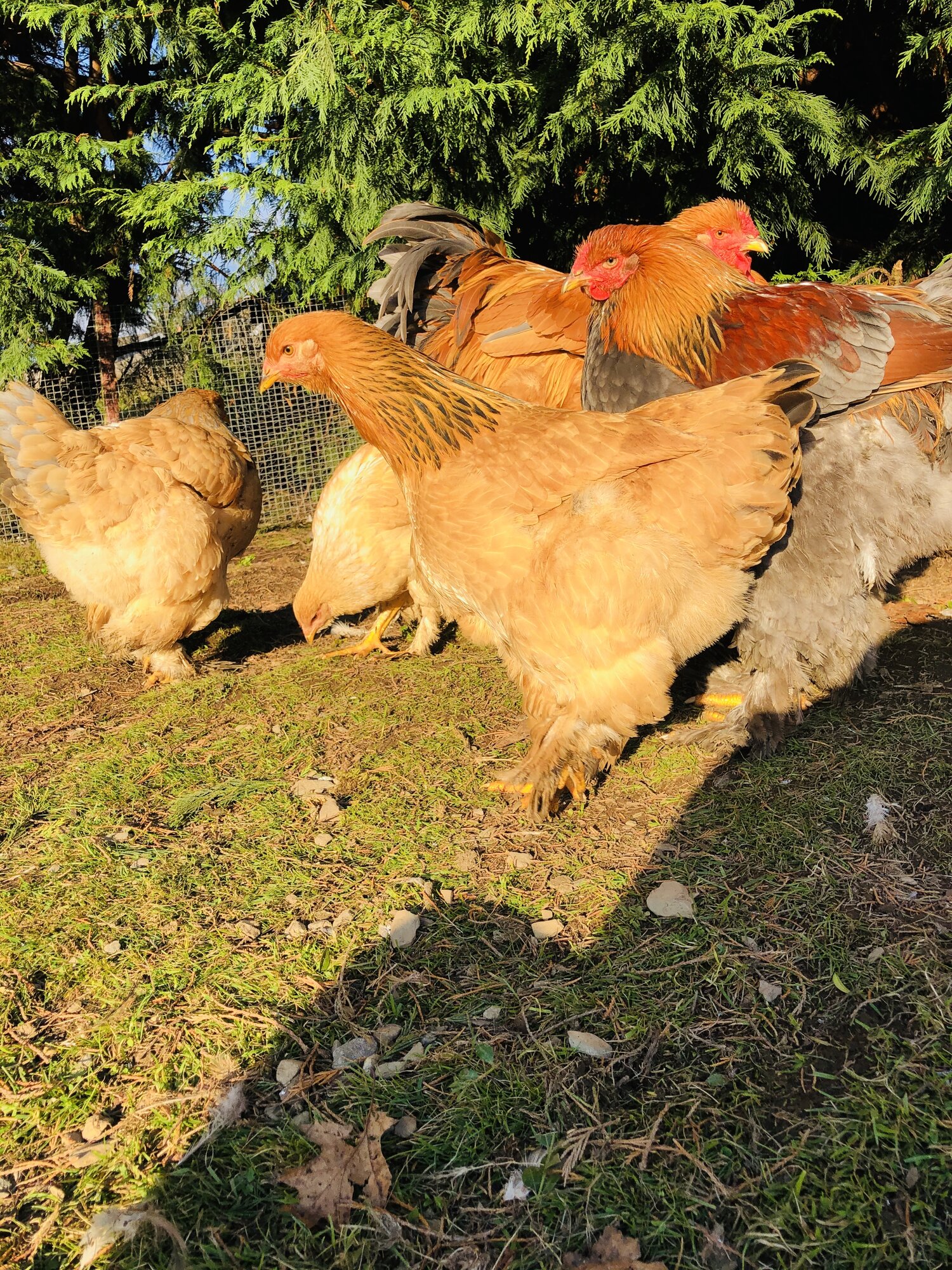 Brahma chickens
