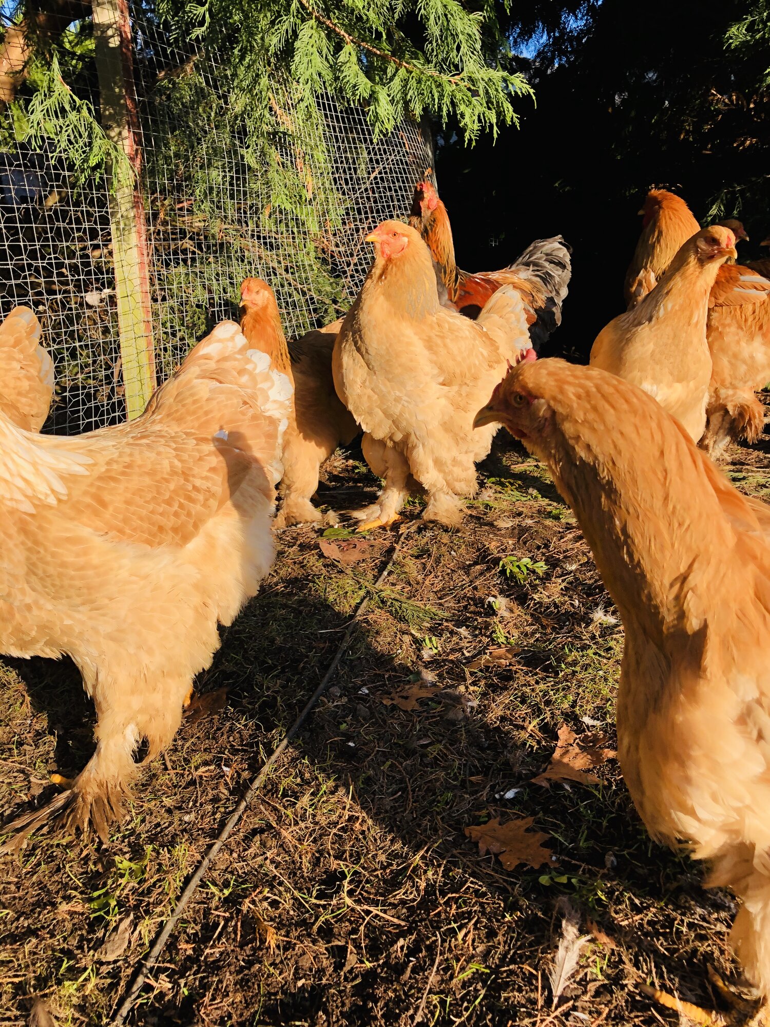 Brahma chickens