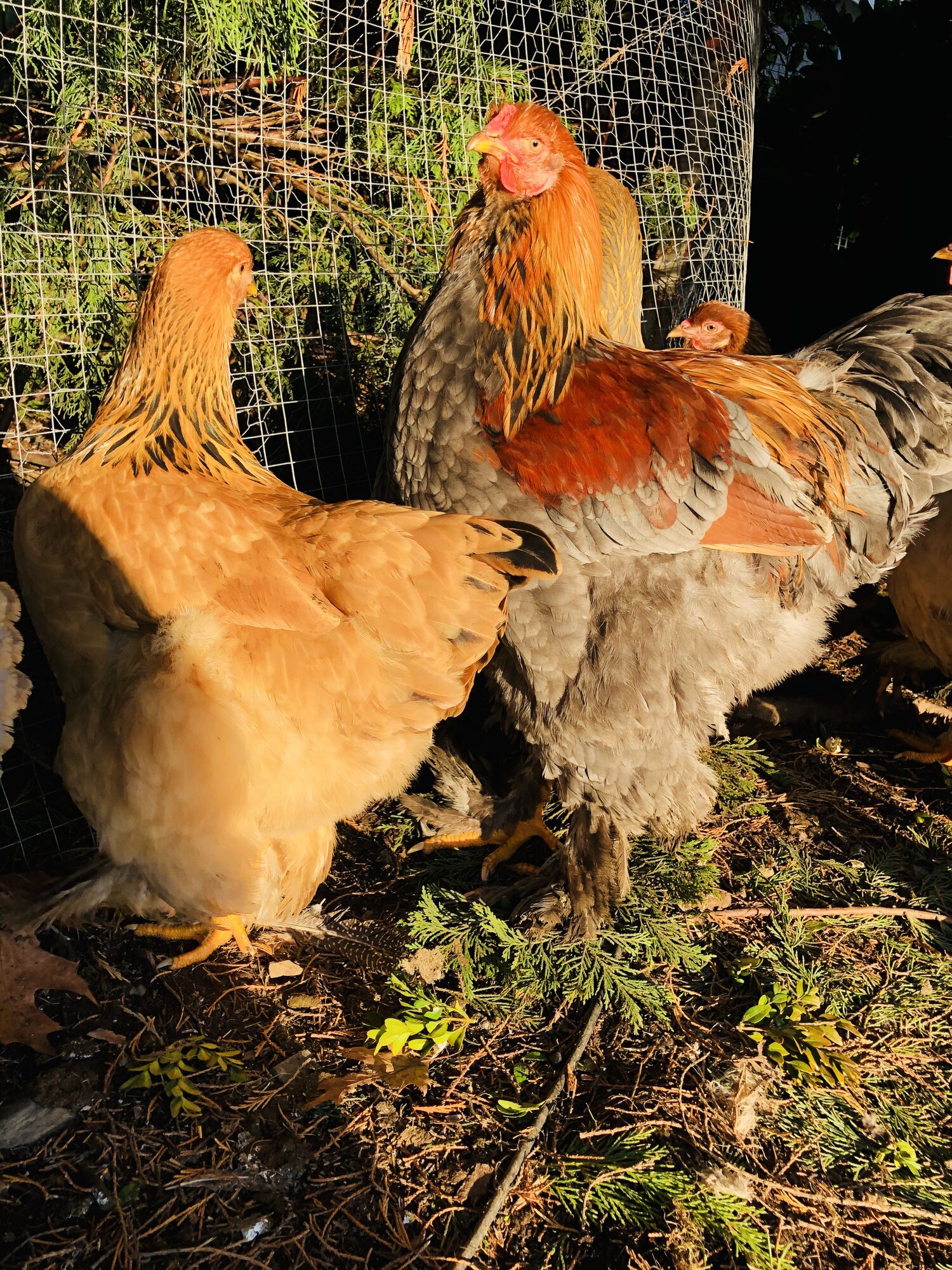Brahma chickens