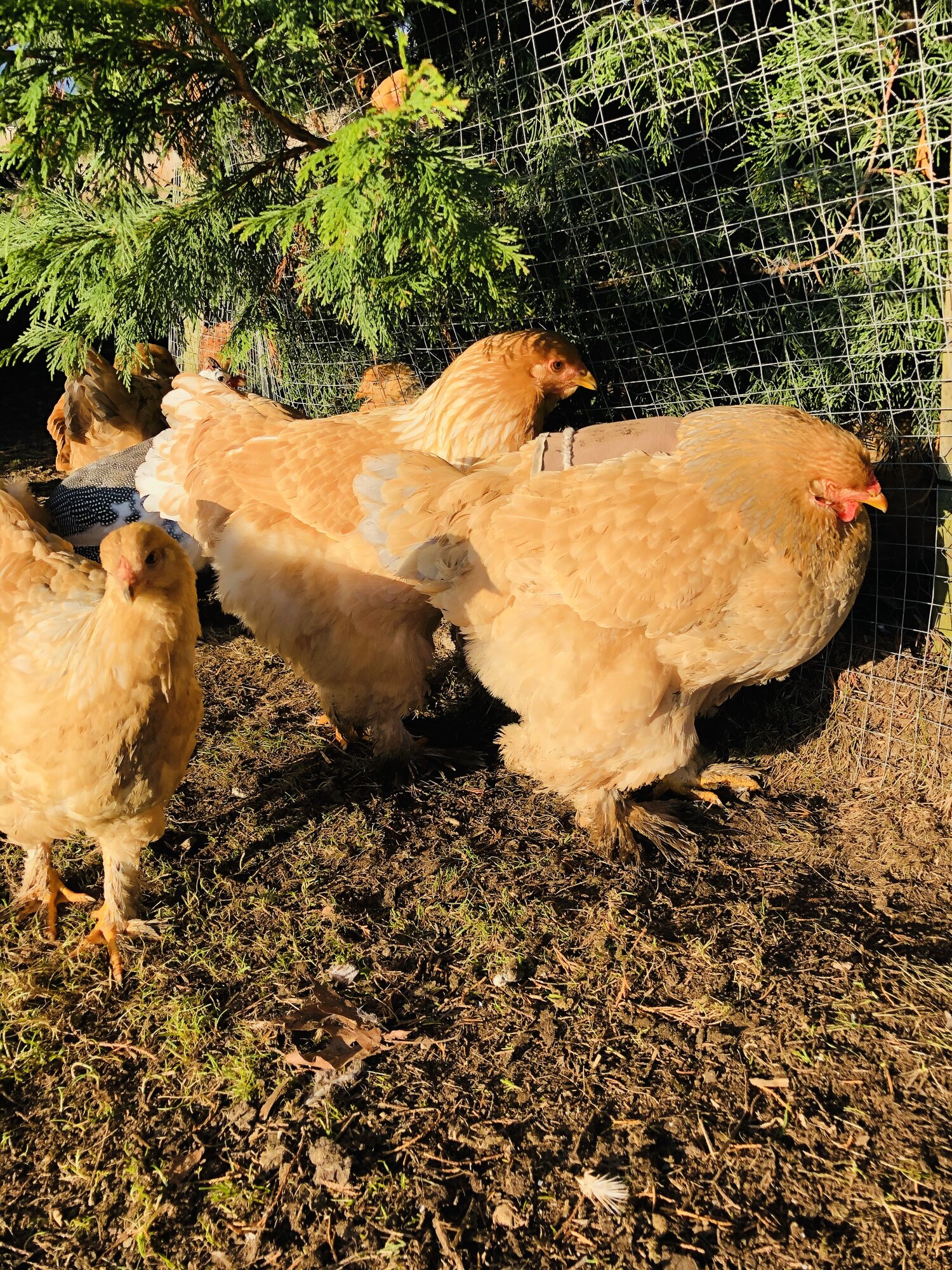 Brahma chickens