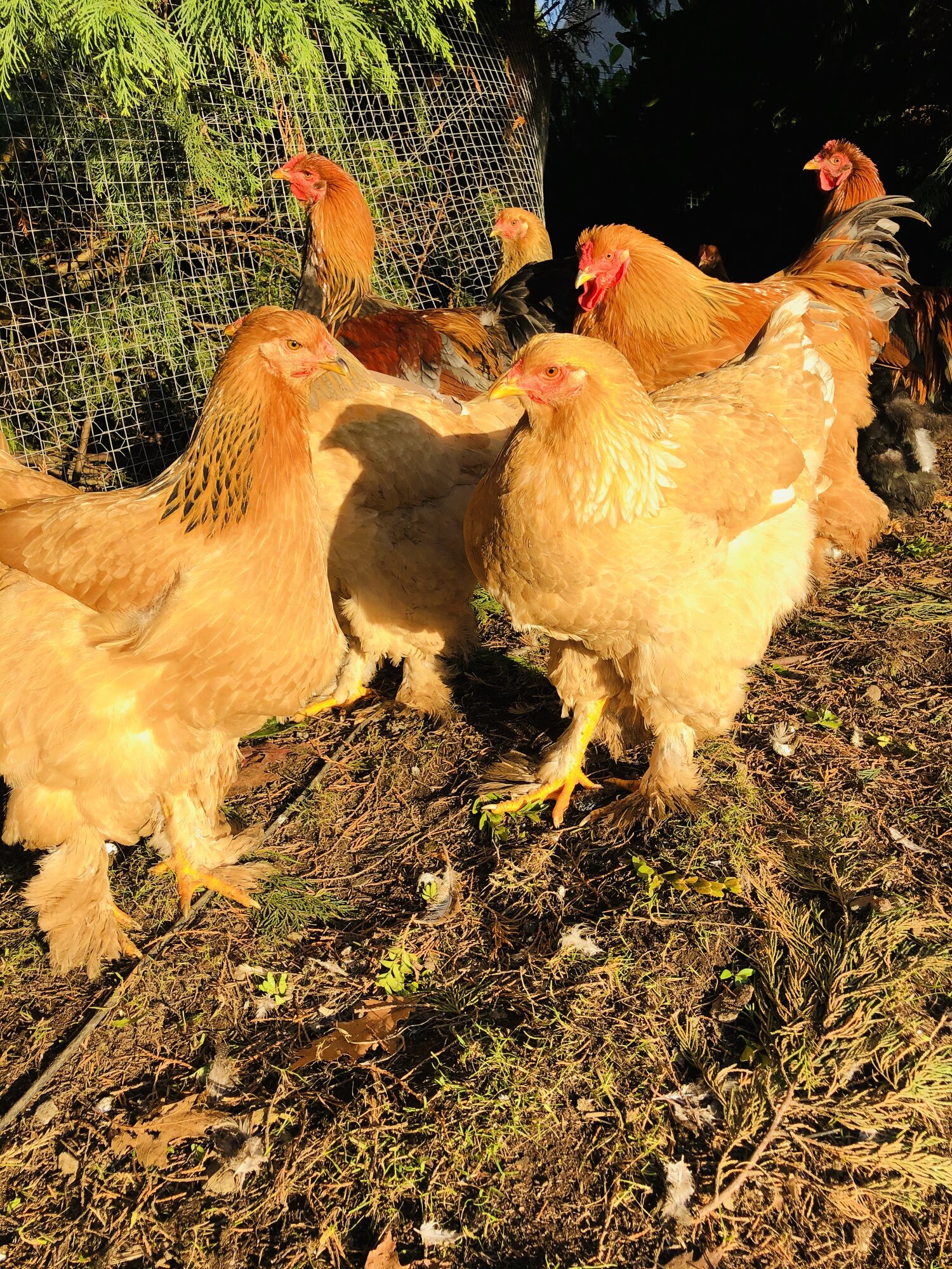 Brahma chickens