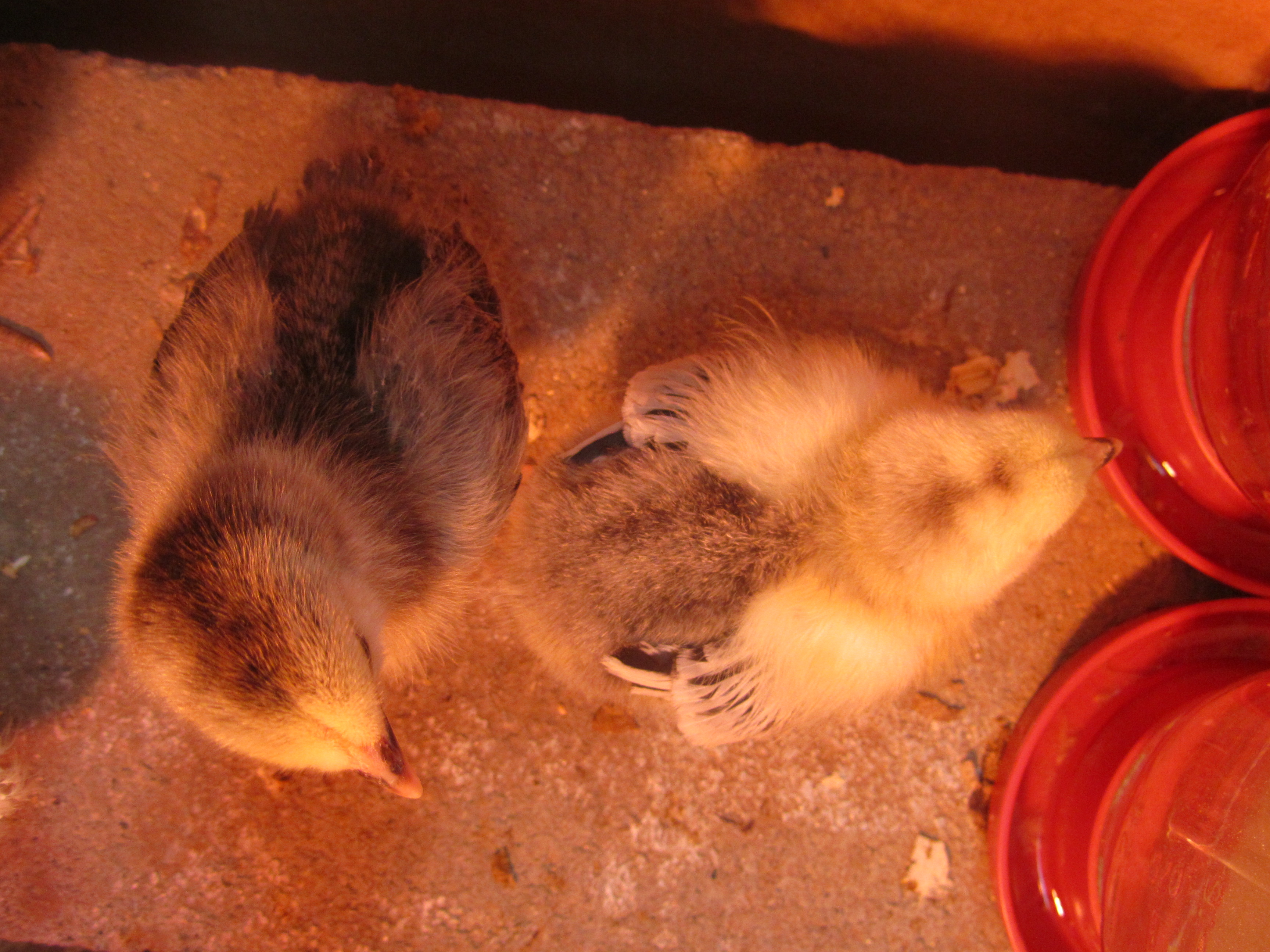Brahma chicks (pullets?)  Cleopecktra (left) and Dolly Brahma (right)