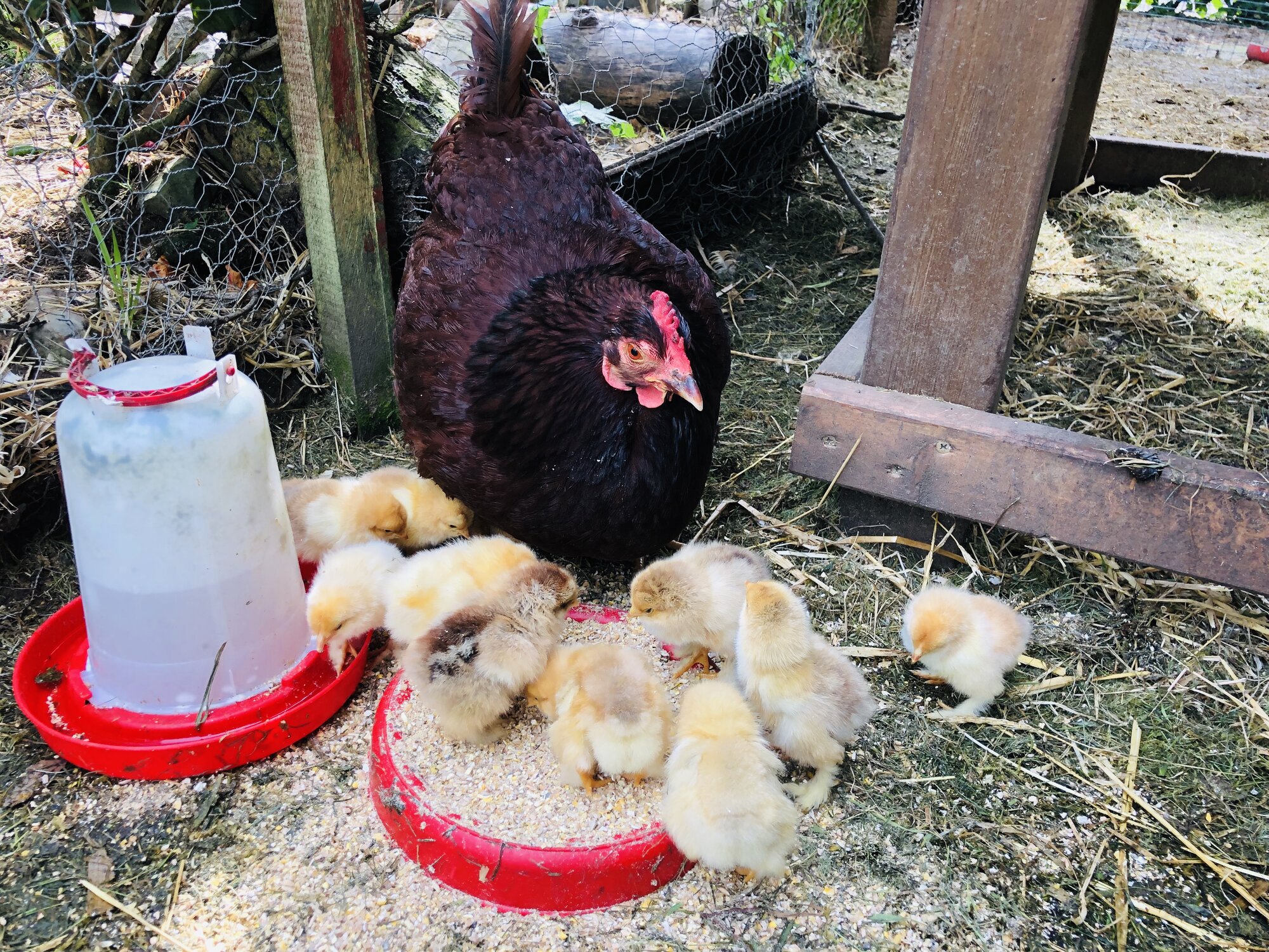 Brahma chicks