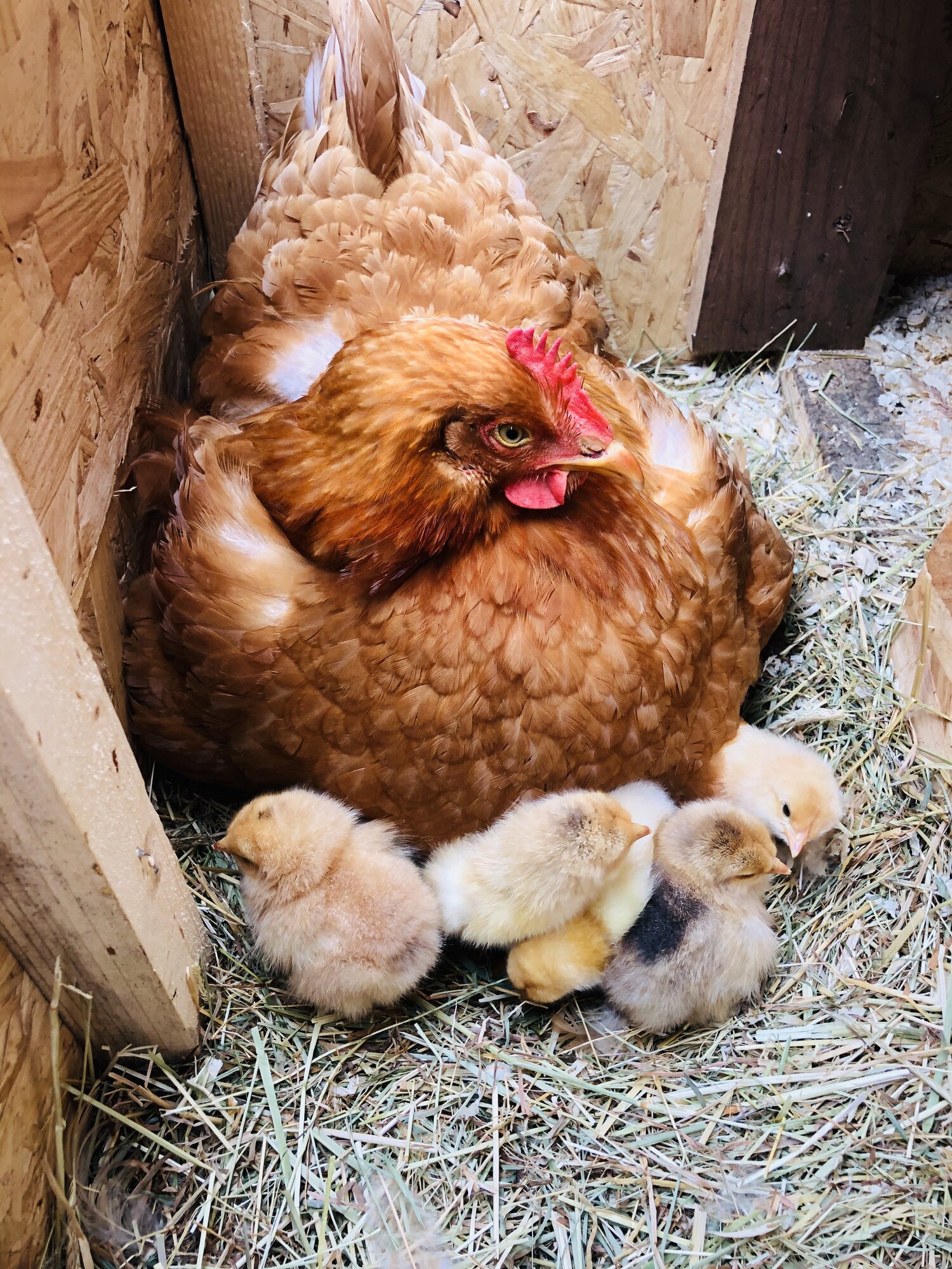 Brahma chicks