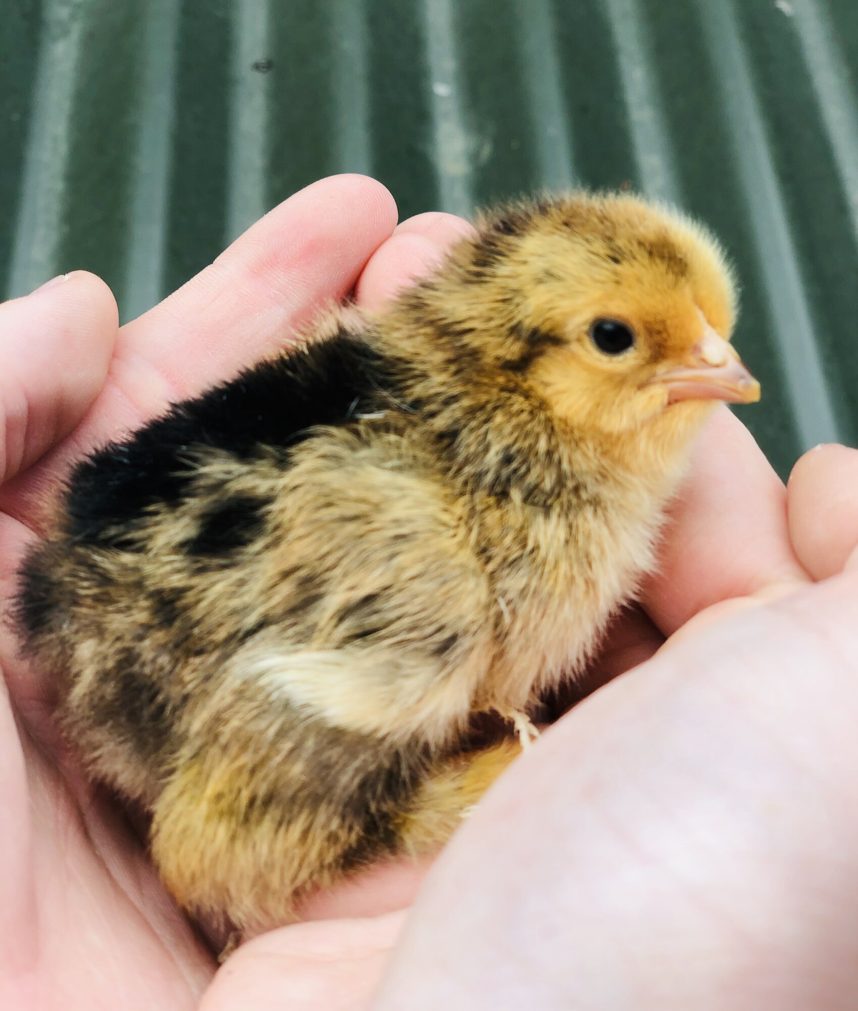 Brahma chicks