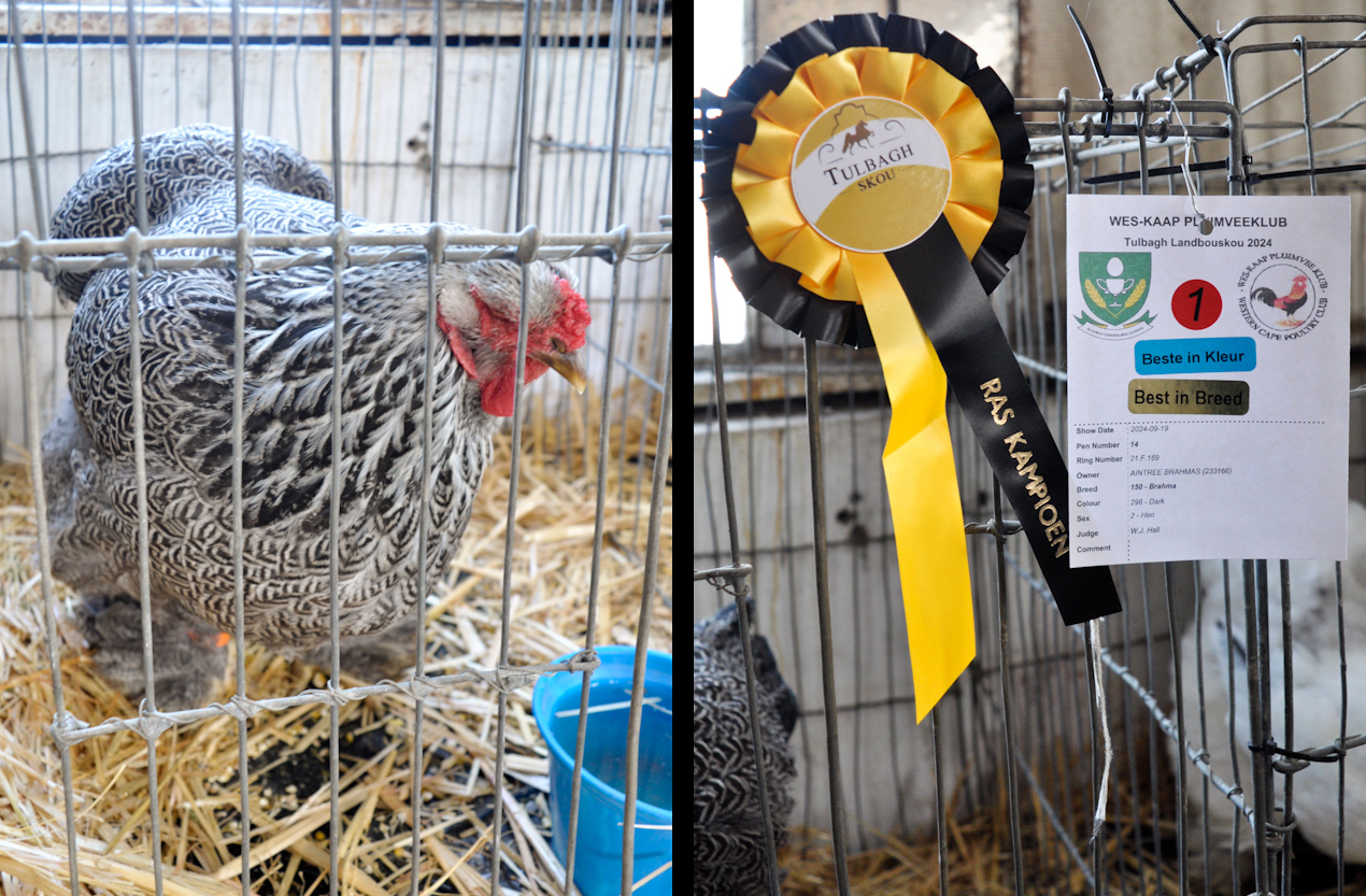 Brahma Hen (Aintree Brahmas).jpg