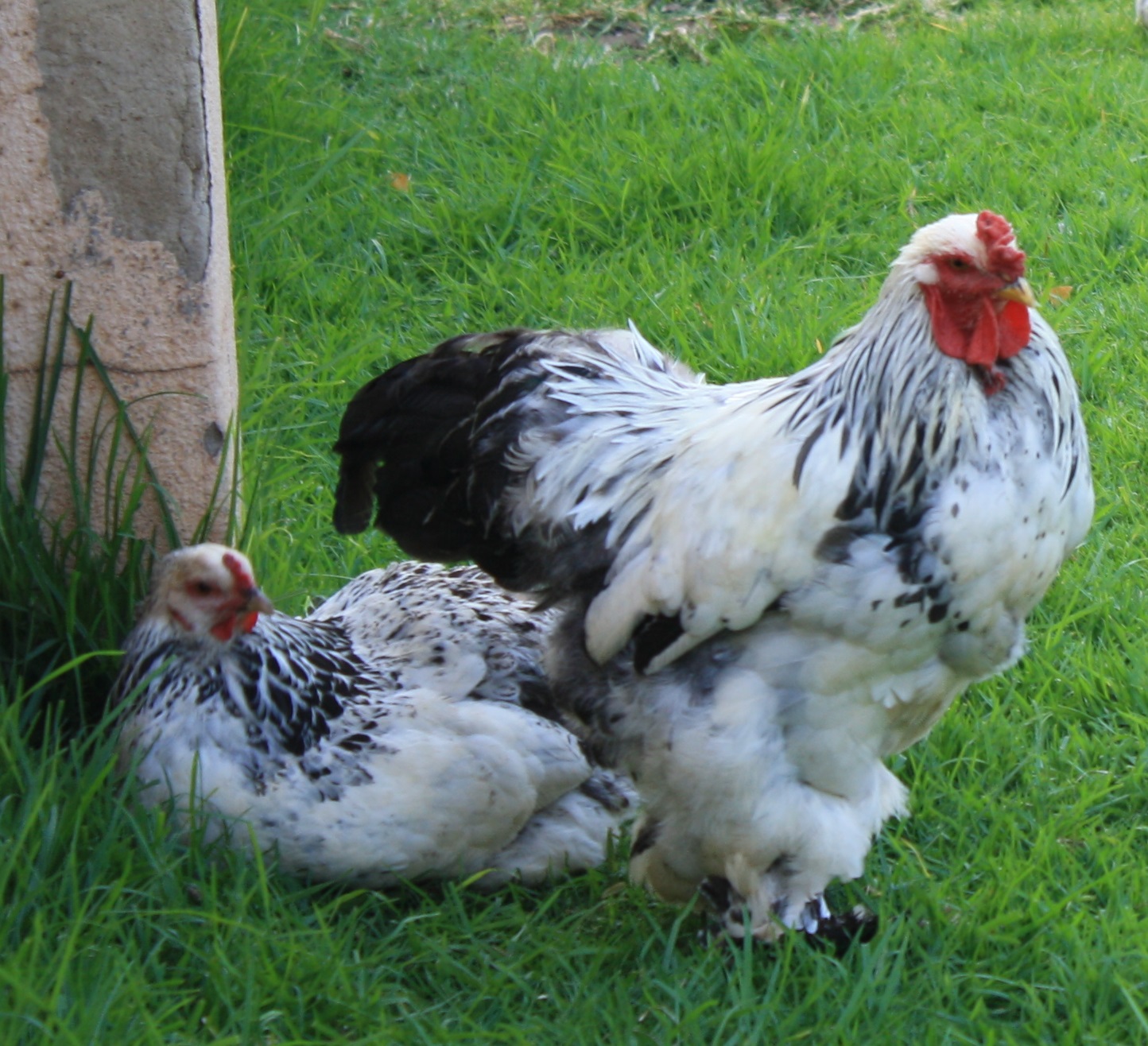 Brahma Koos & Daizy