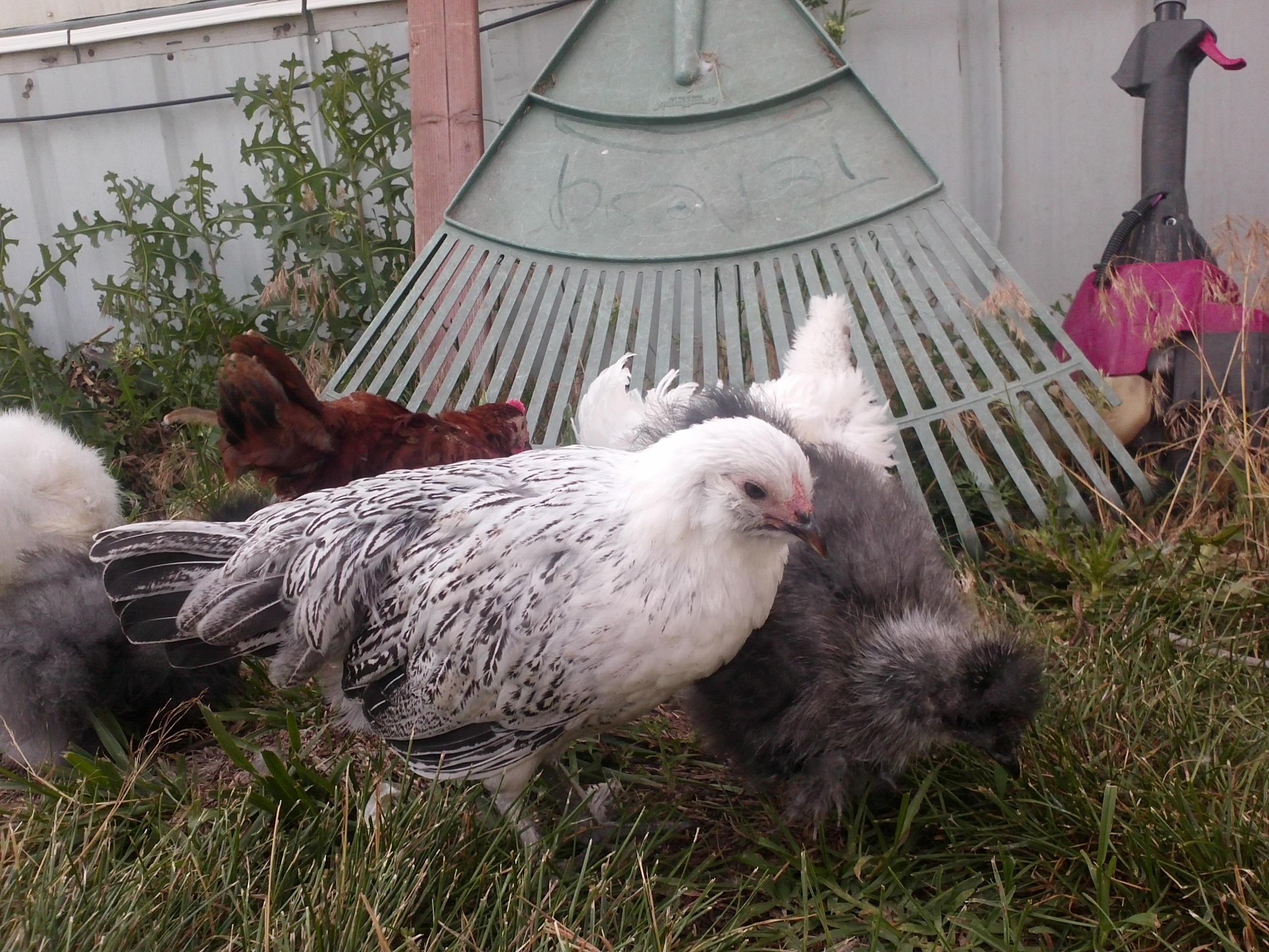 Brahma mix Icee turned out so beautiful