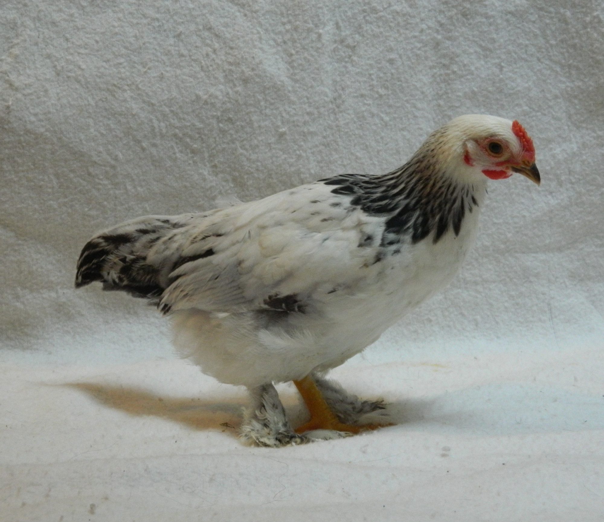 Brahma pullet, 8 weeks old