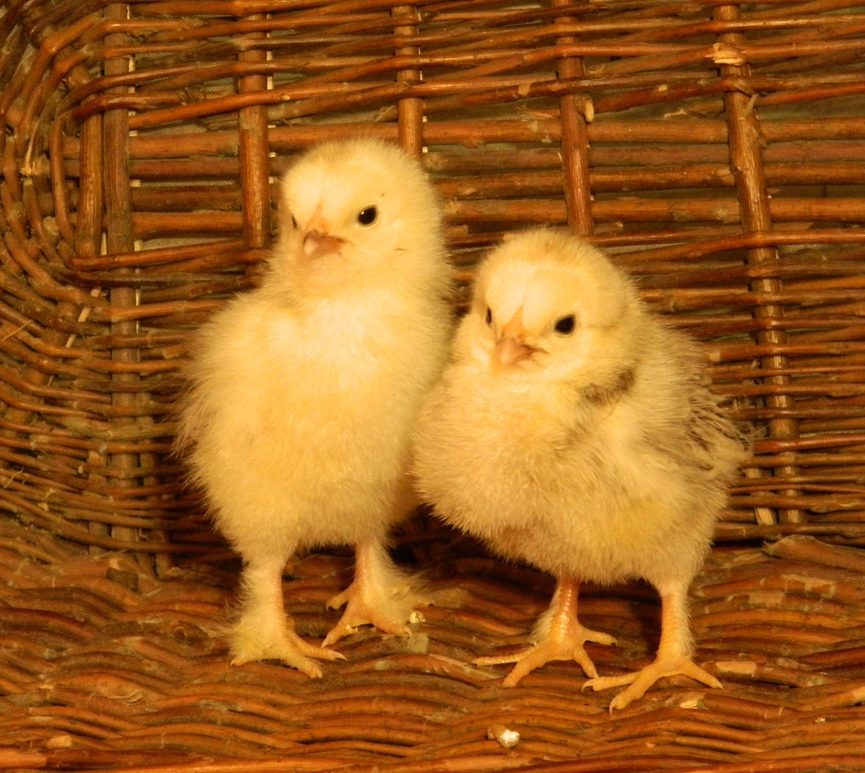 Brahma pullets