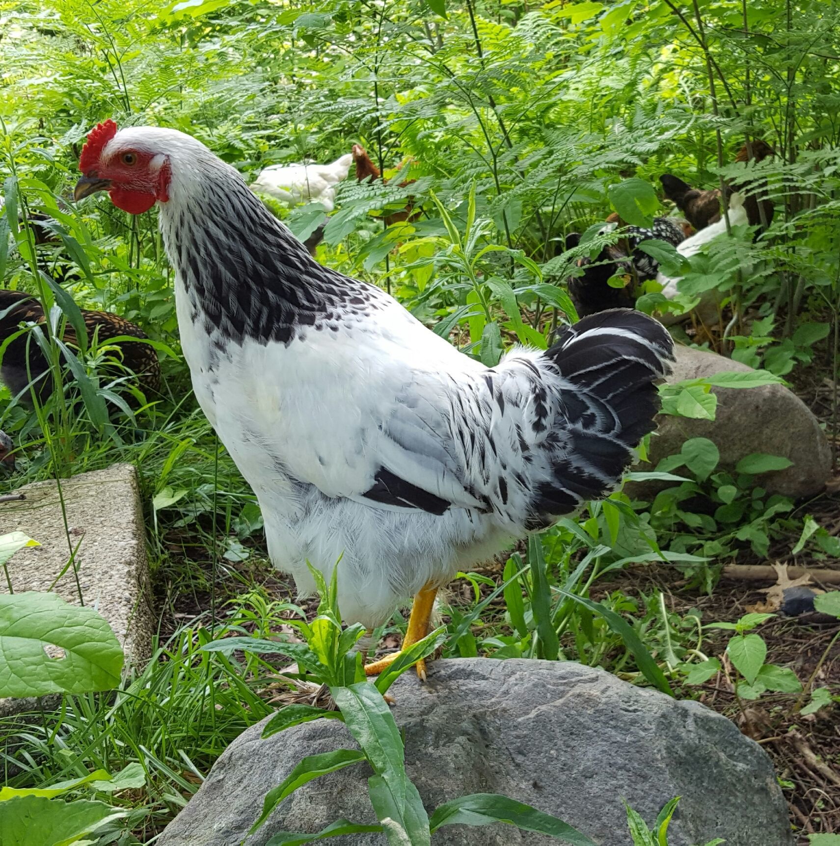 Brahma rooster, 13 weeks old
