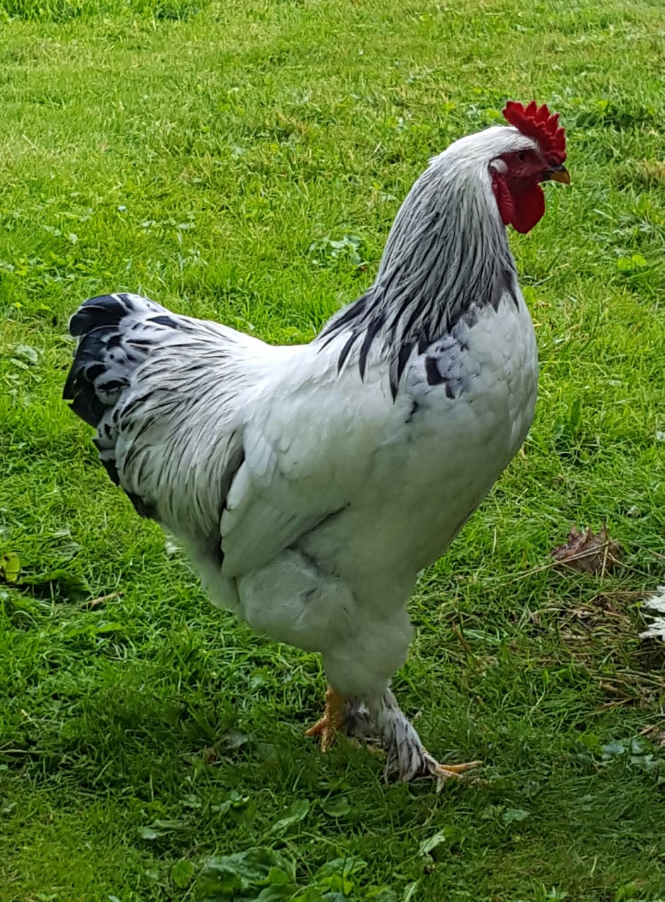 Brahma Rooster, 19 weeks old