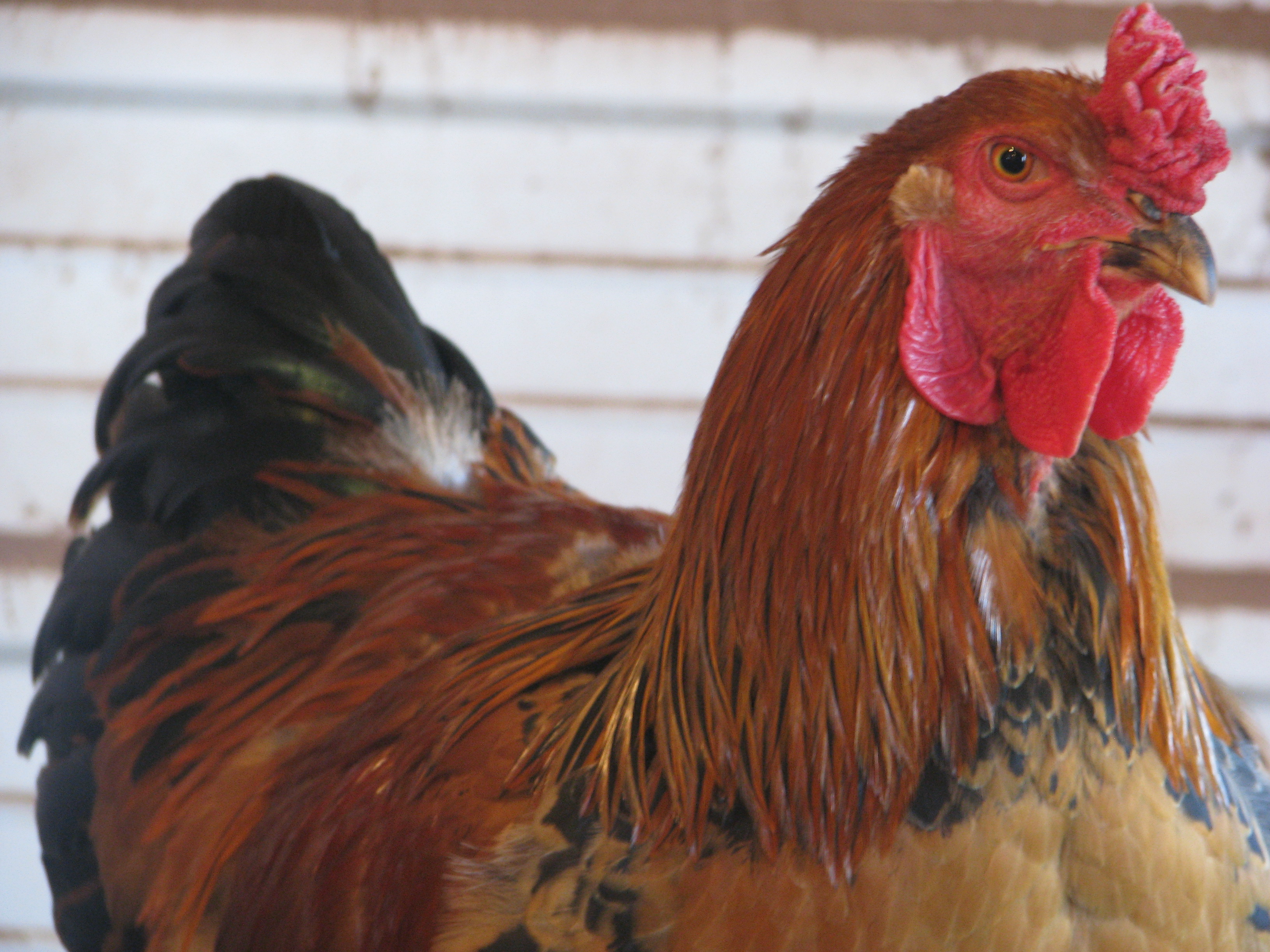 Brahma rooster. Was supposed to be a hen...oh well. Formally known as Brahma mama.