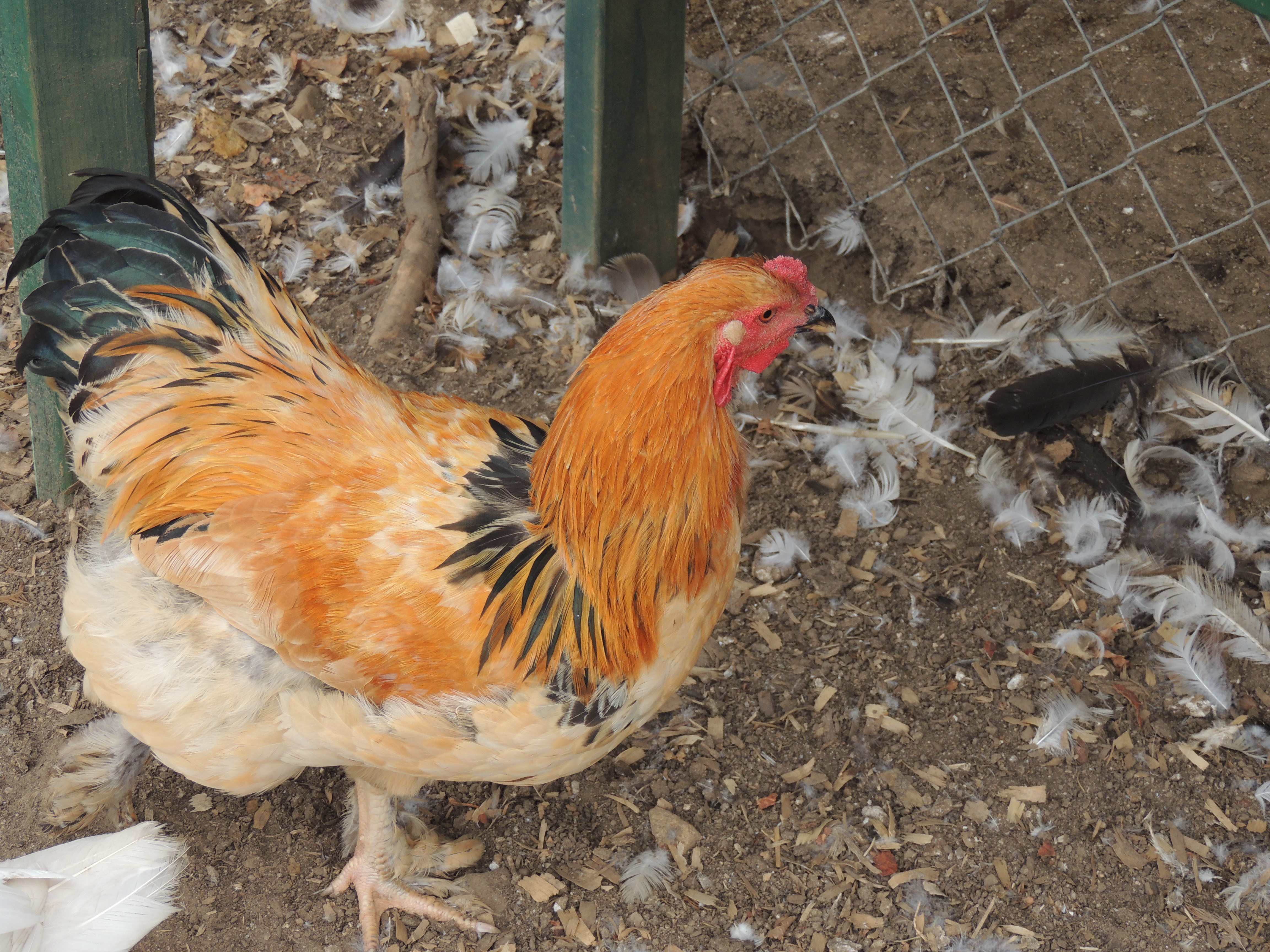 brahma rooster