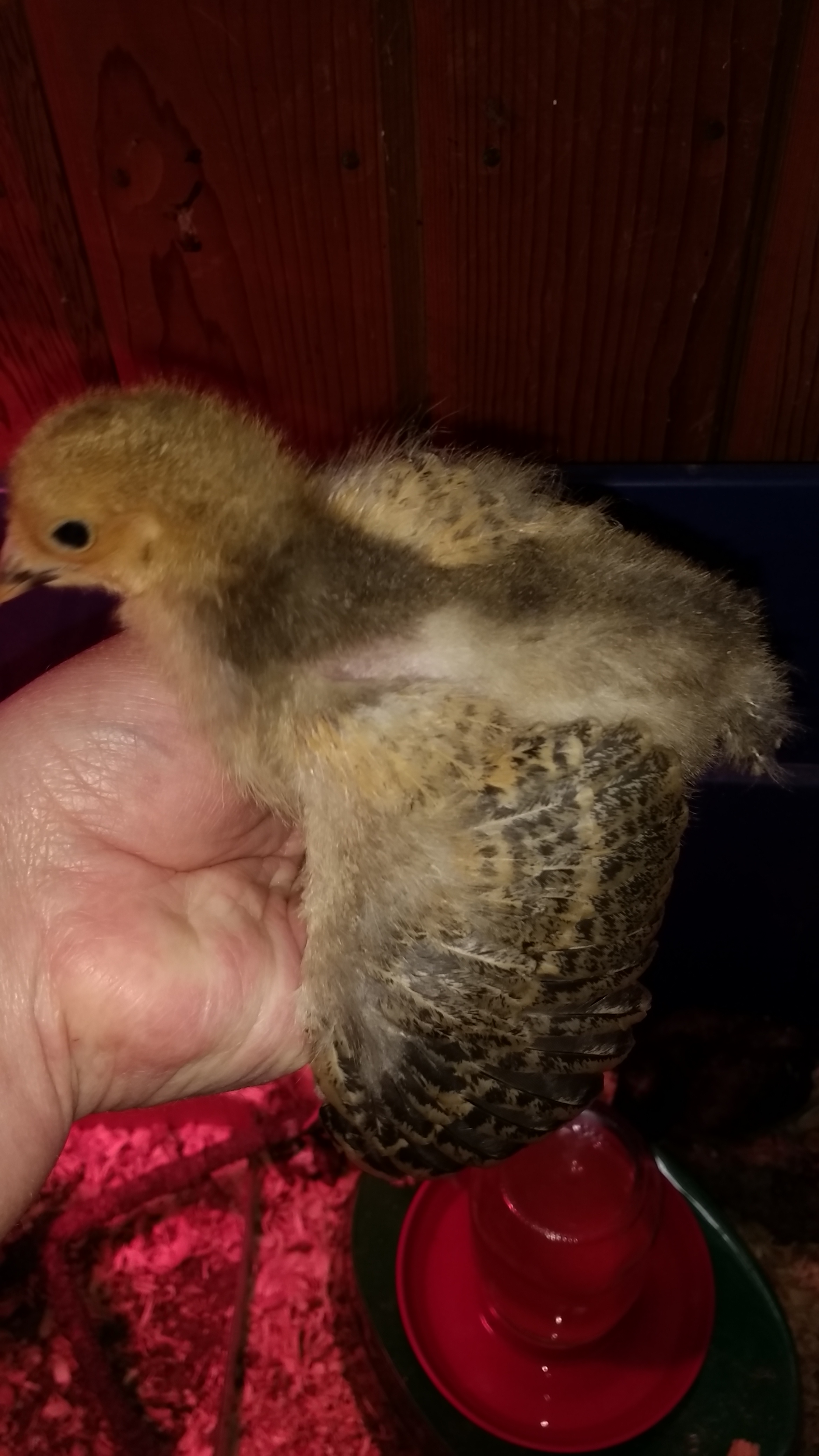 Brahma showing off her wings